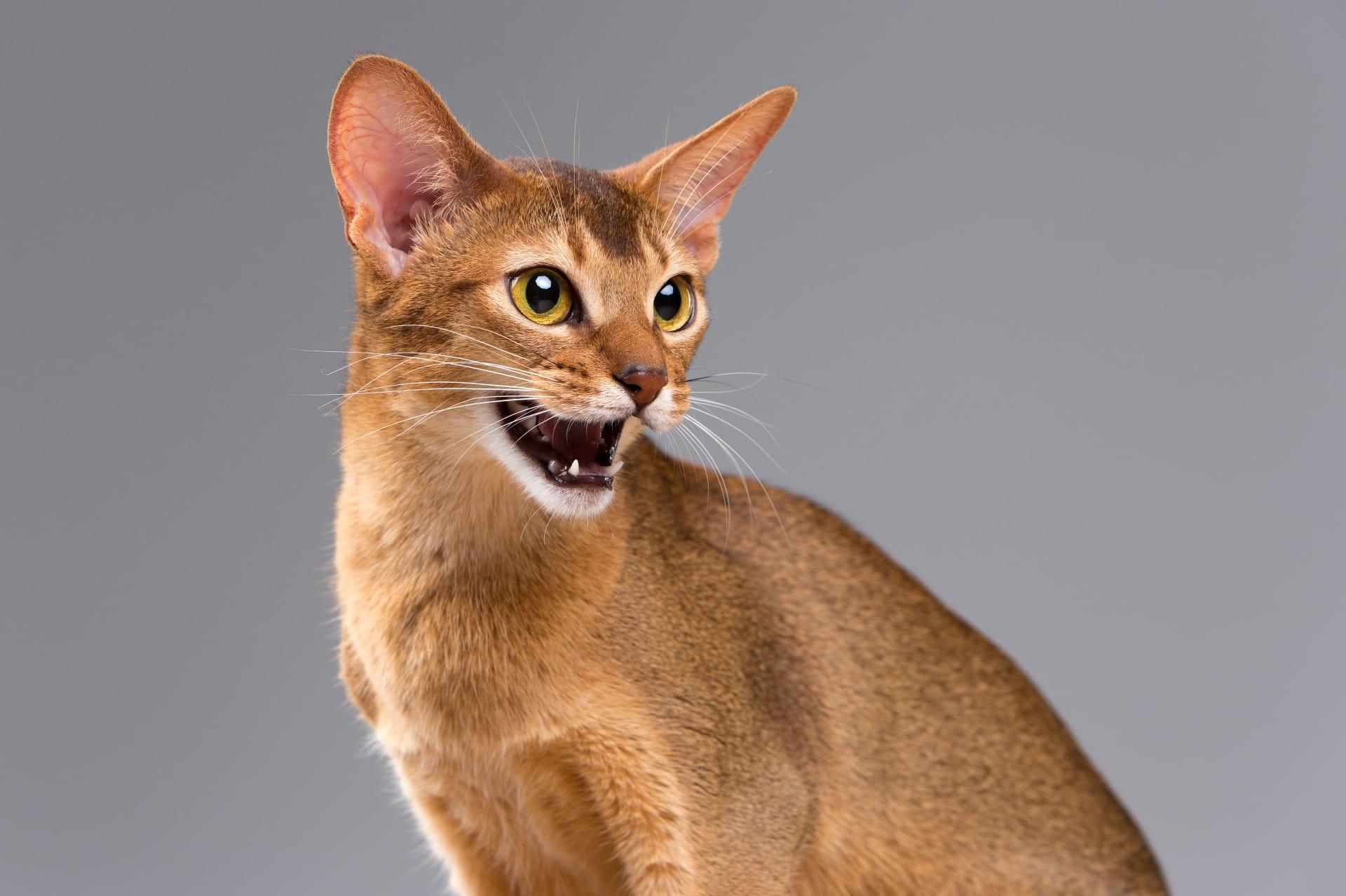 Abyssinian cat pictures
