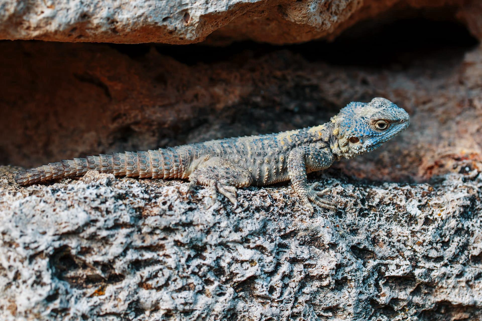 African spiny tailed lizard pictures