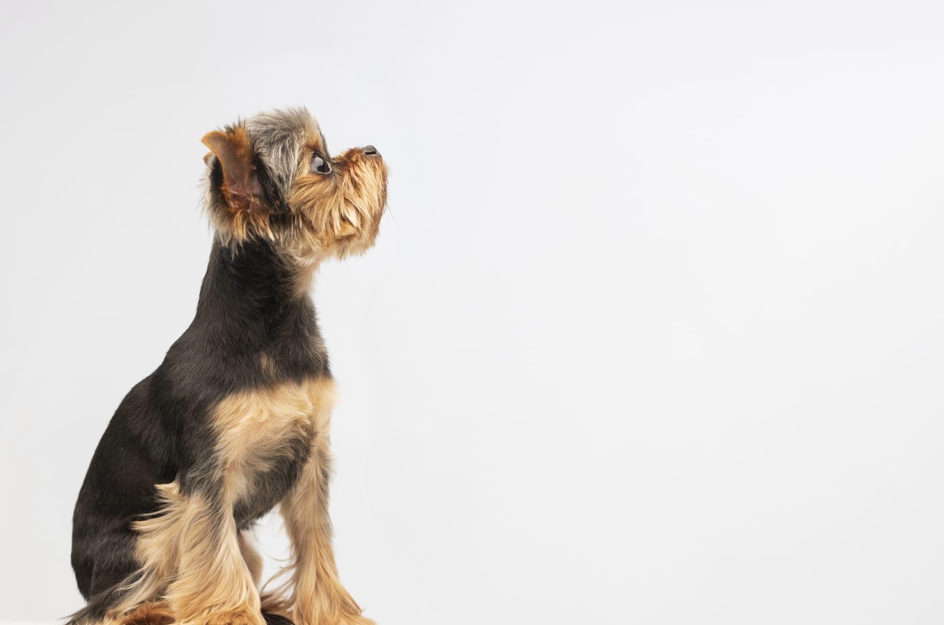 Airedale terrier pictures