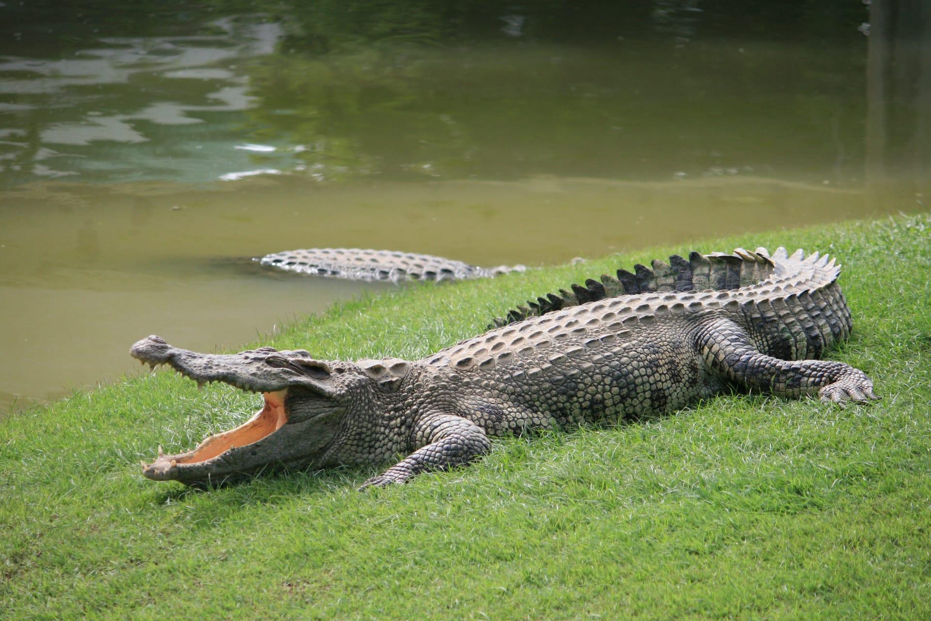 American alligator pictures