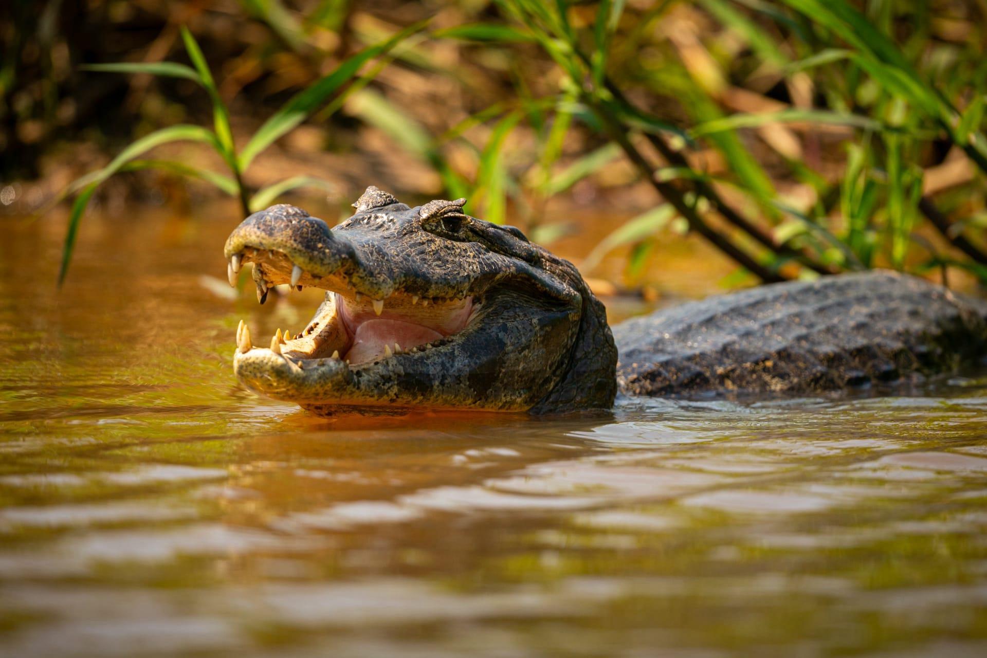 American alligator pictures