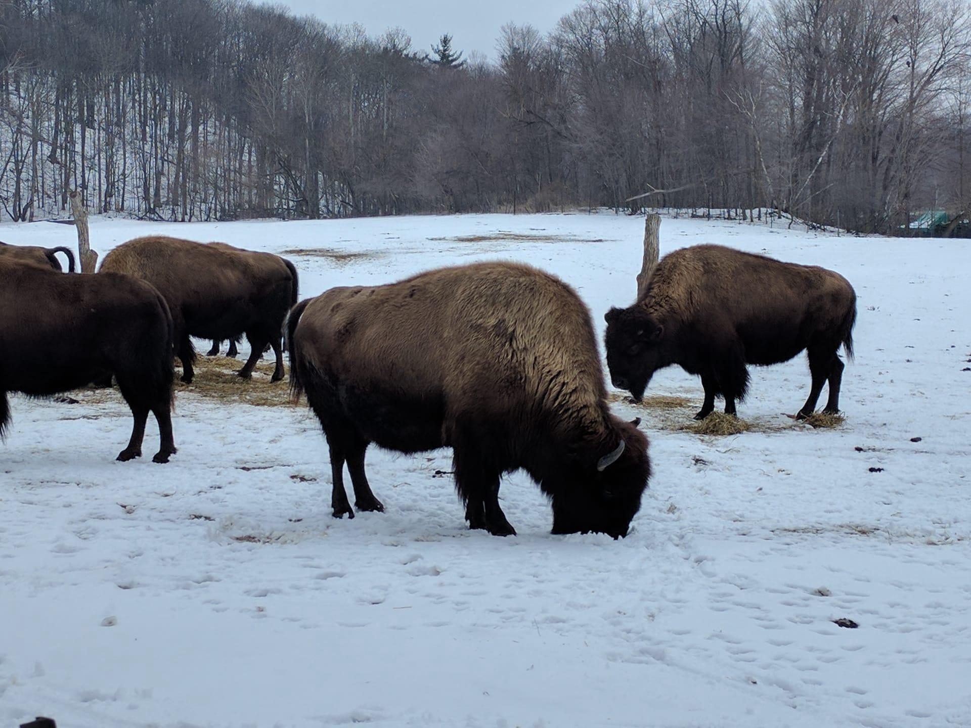 American bison pictures
