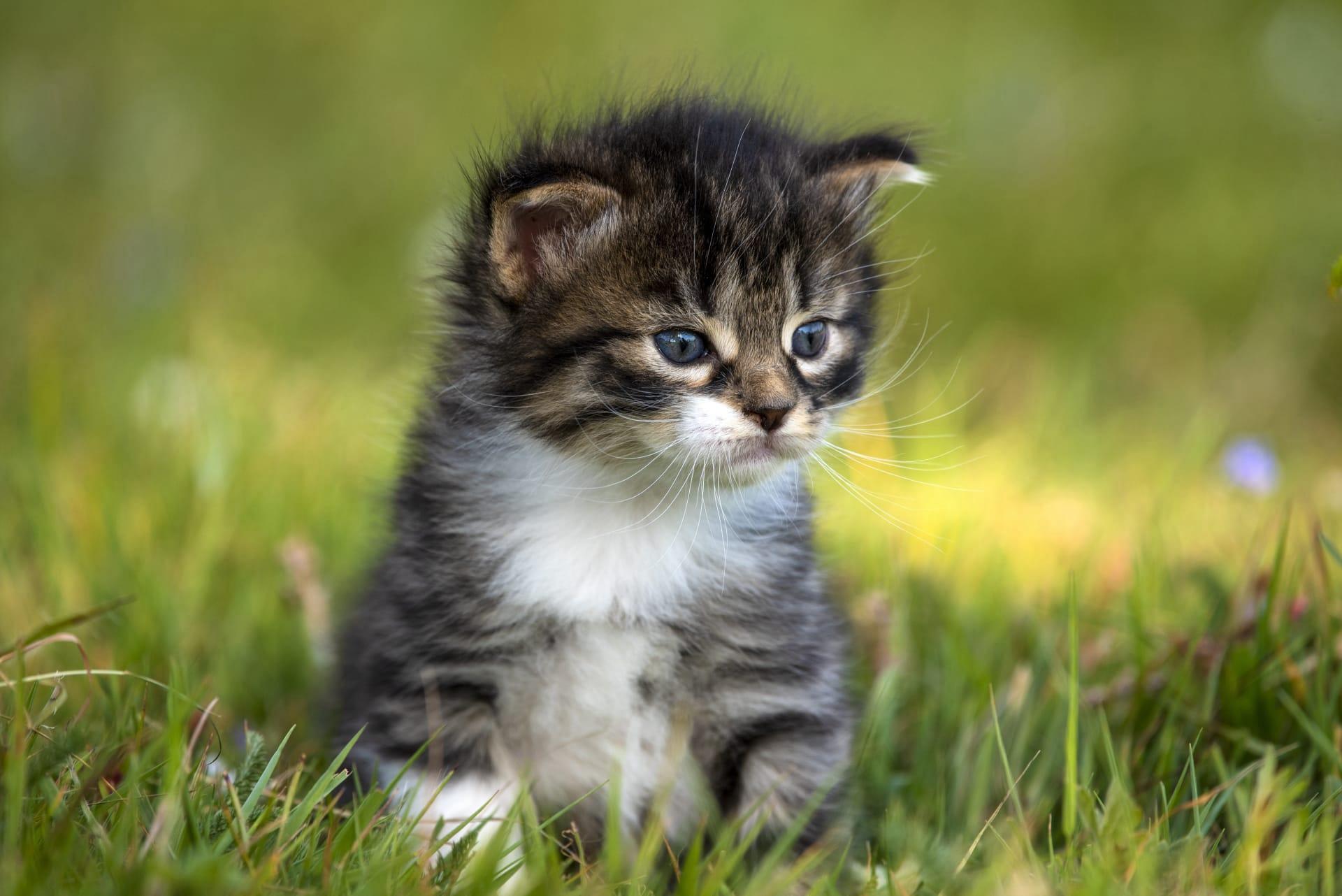 American bobtail cat pictures