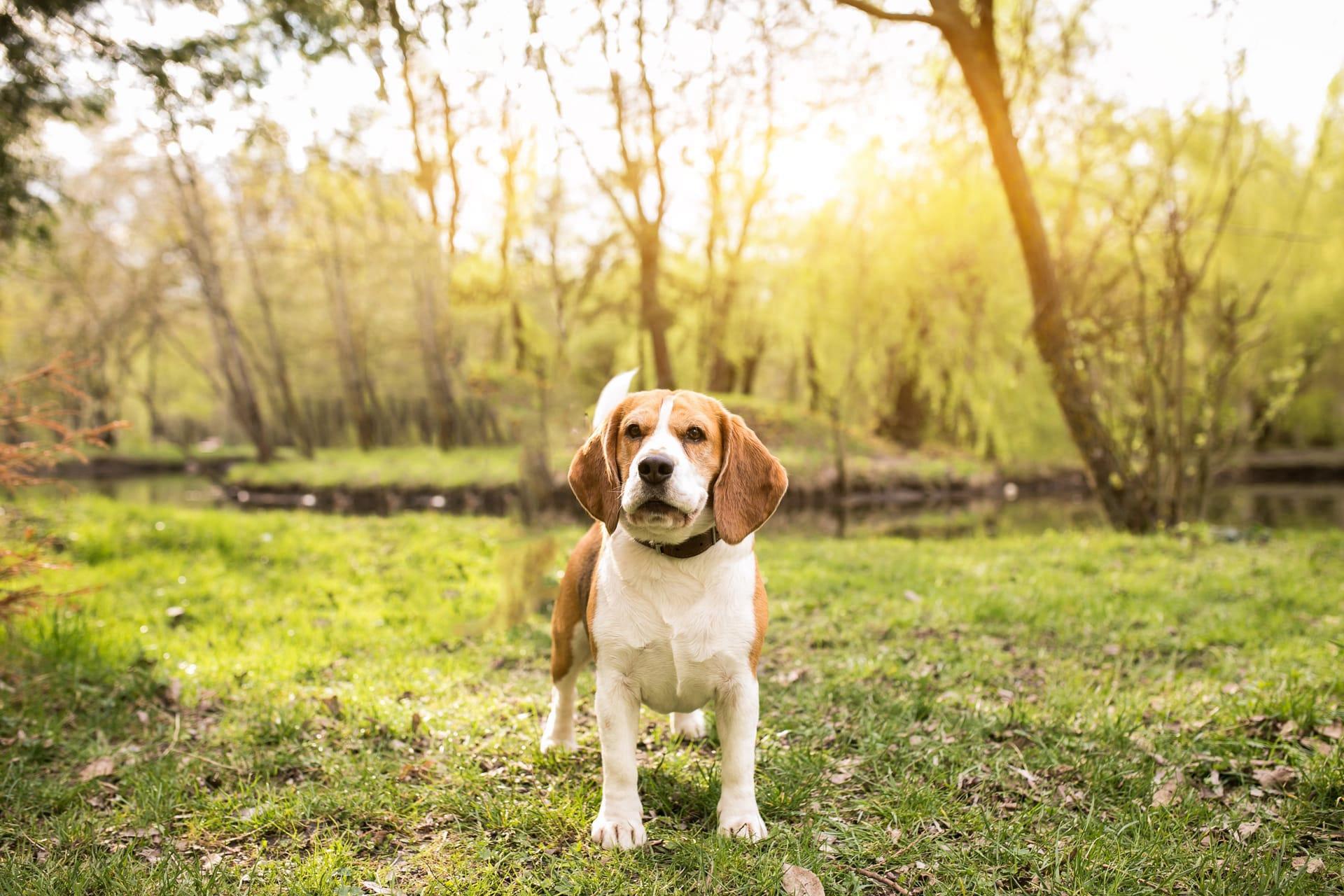 American foxhound pictures