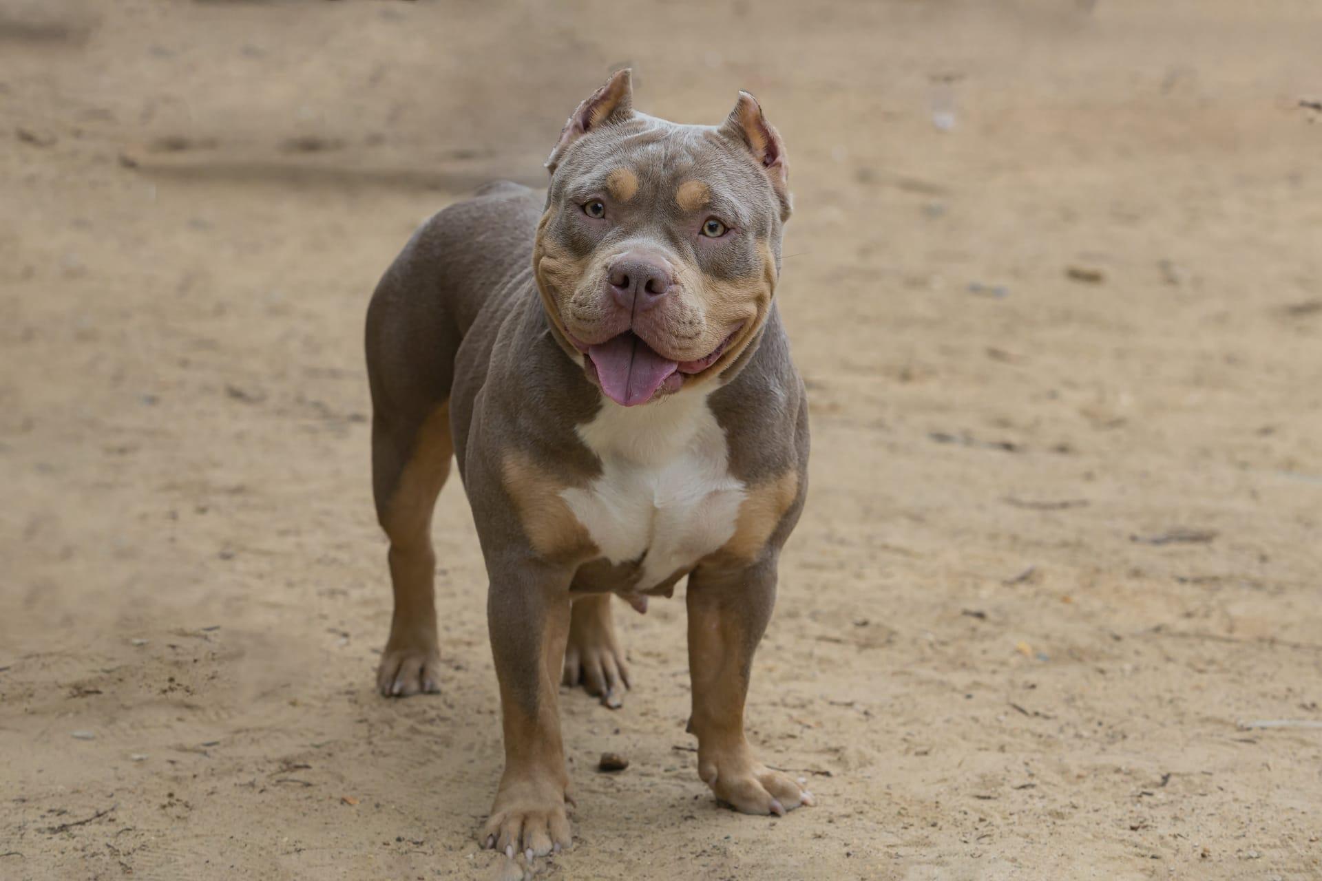 American pit bull terrier pictures