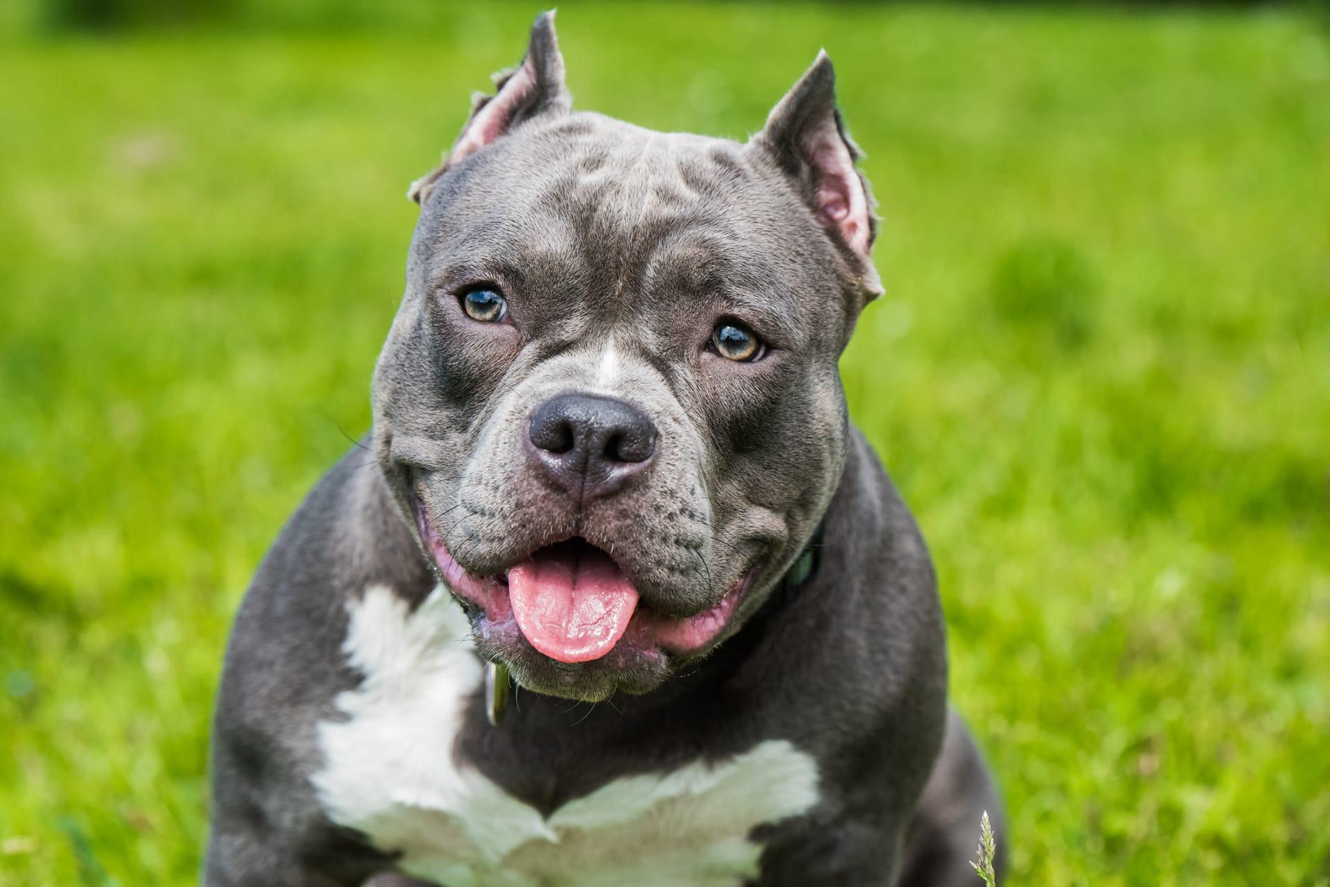American pit bull terrier pictures