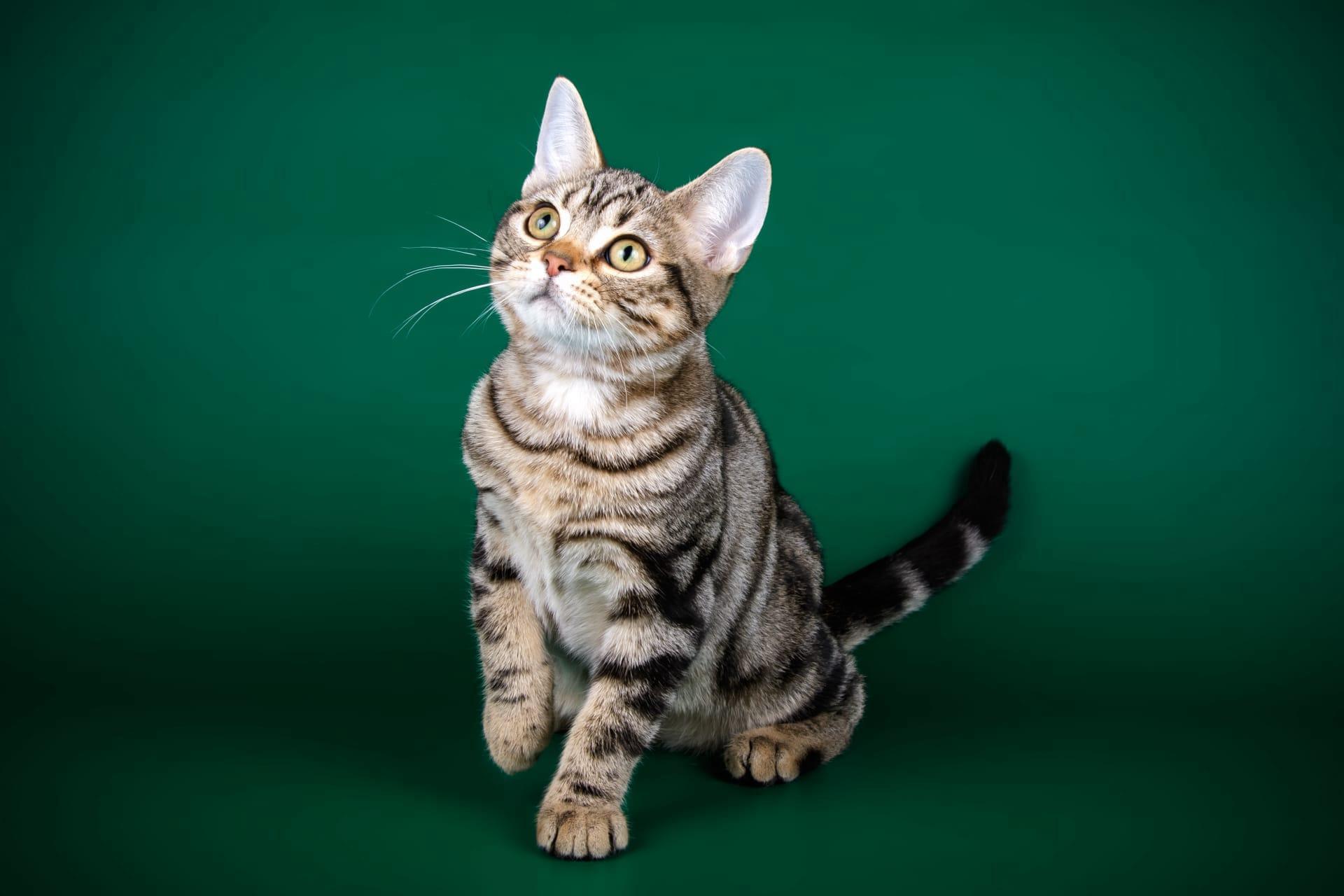 American shorthair cat pictures