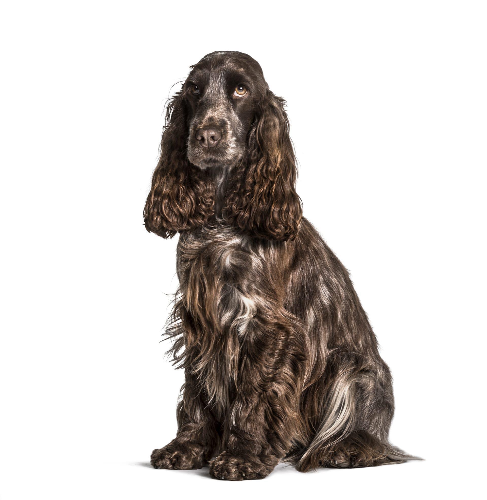 American water spaniel pictures