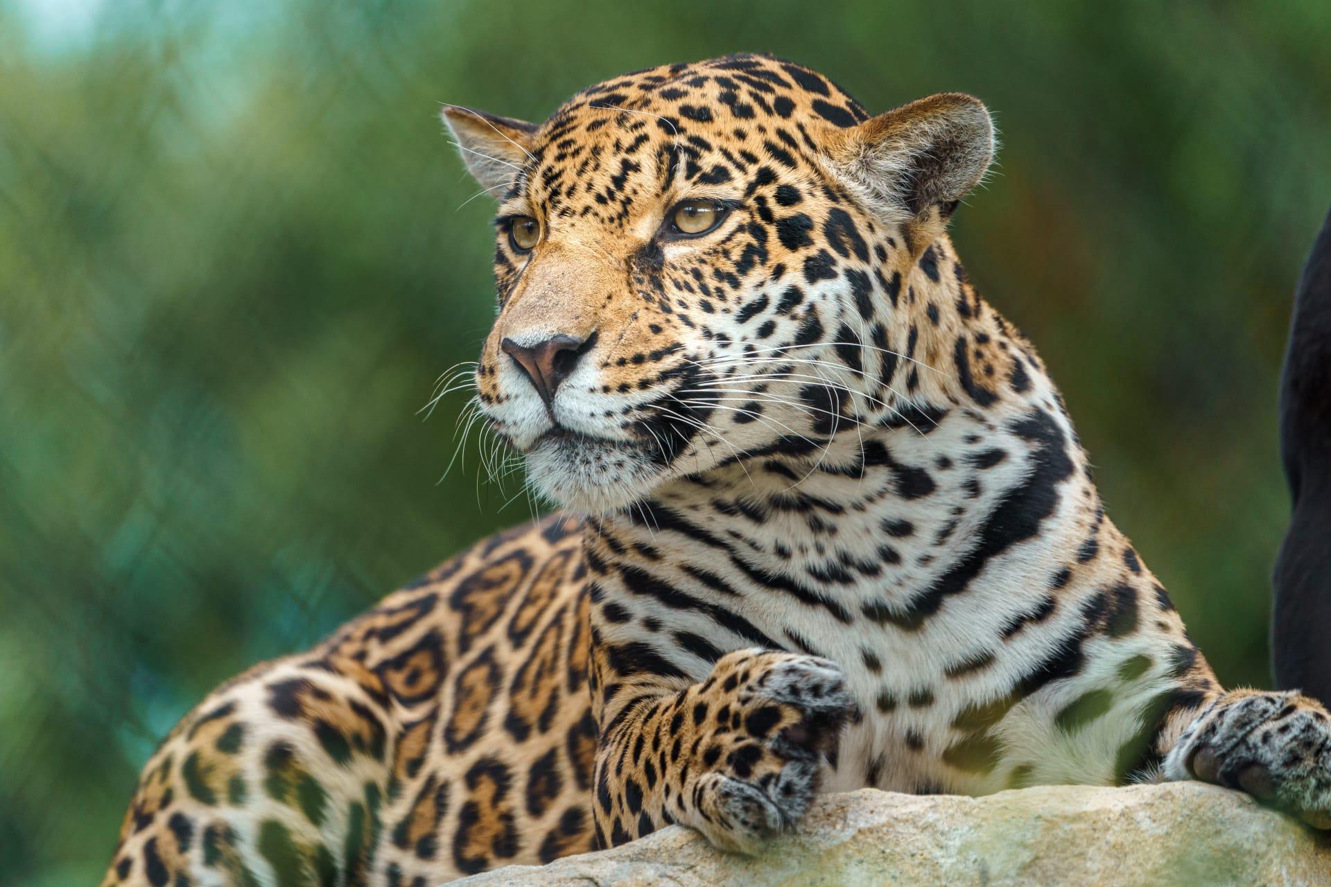 Amur leopard pictures