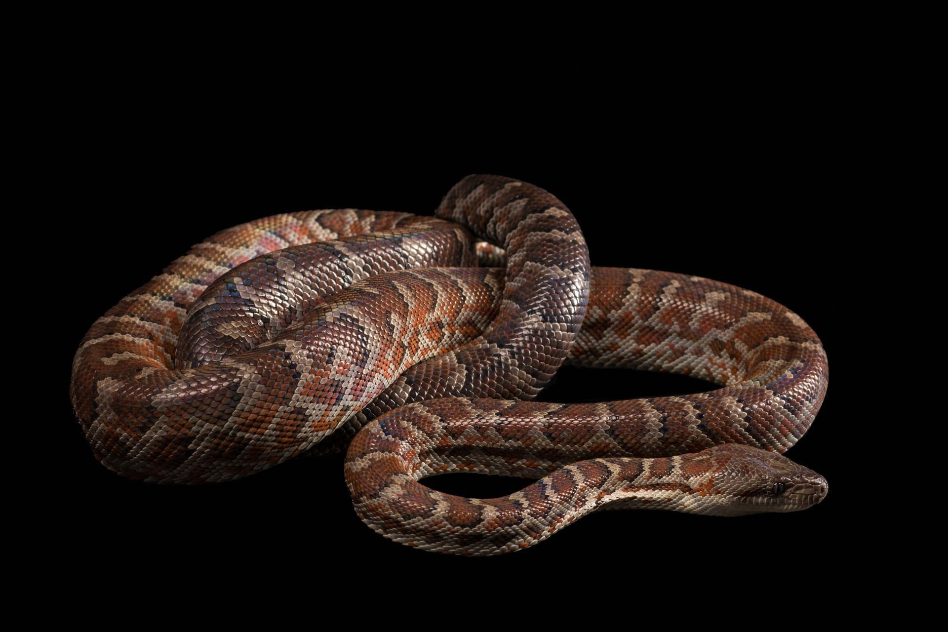 Anaconda snake pictures