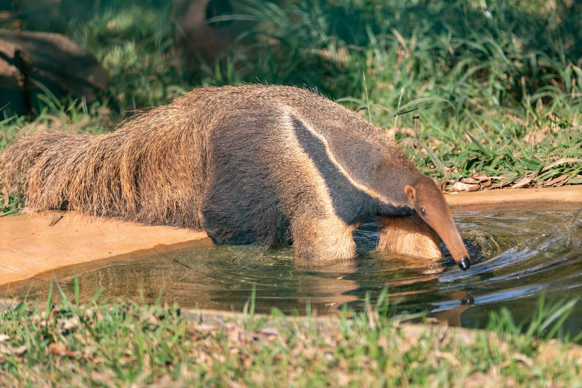 Anteater pictures