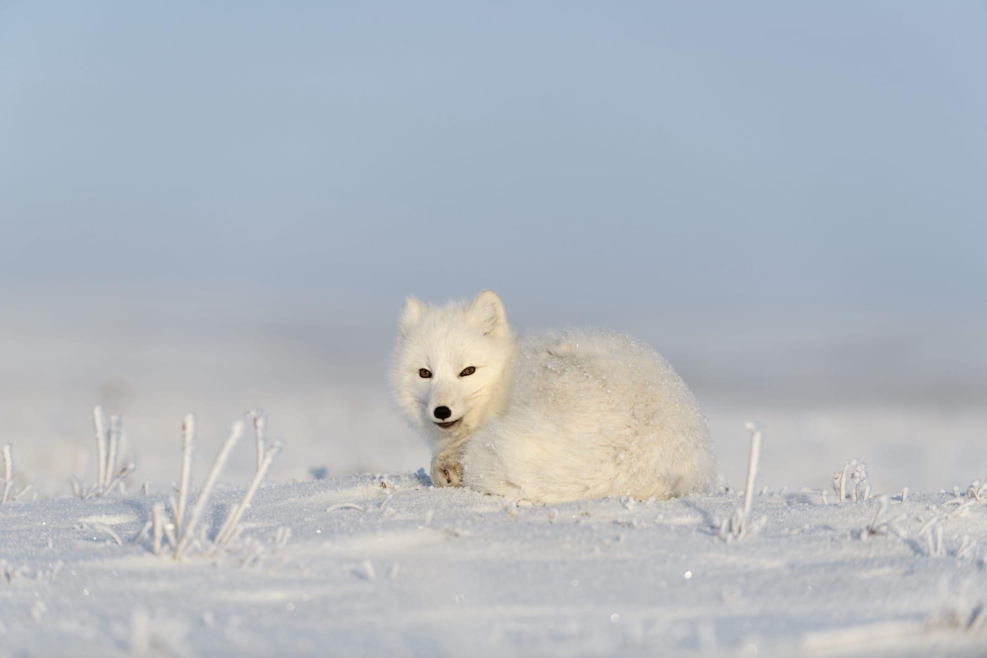 Arctic fox pictures