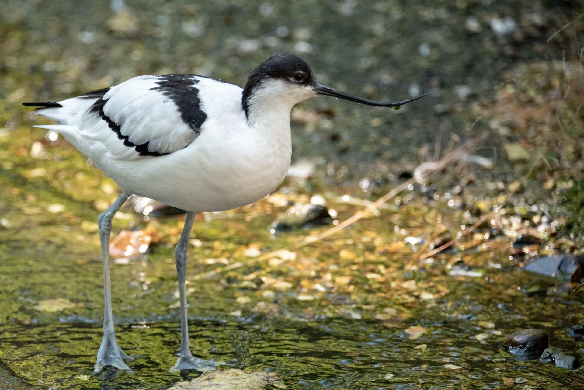 Avocet pictures