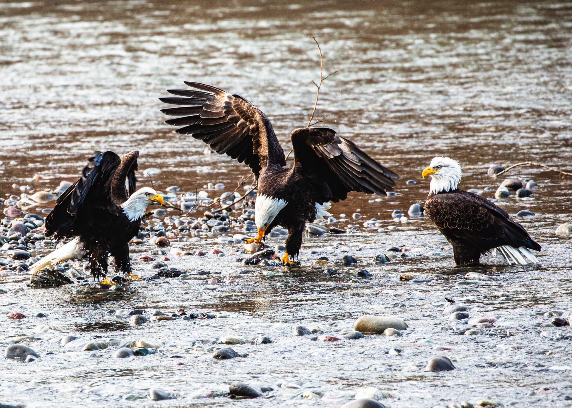 Bald eagle pictures
