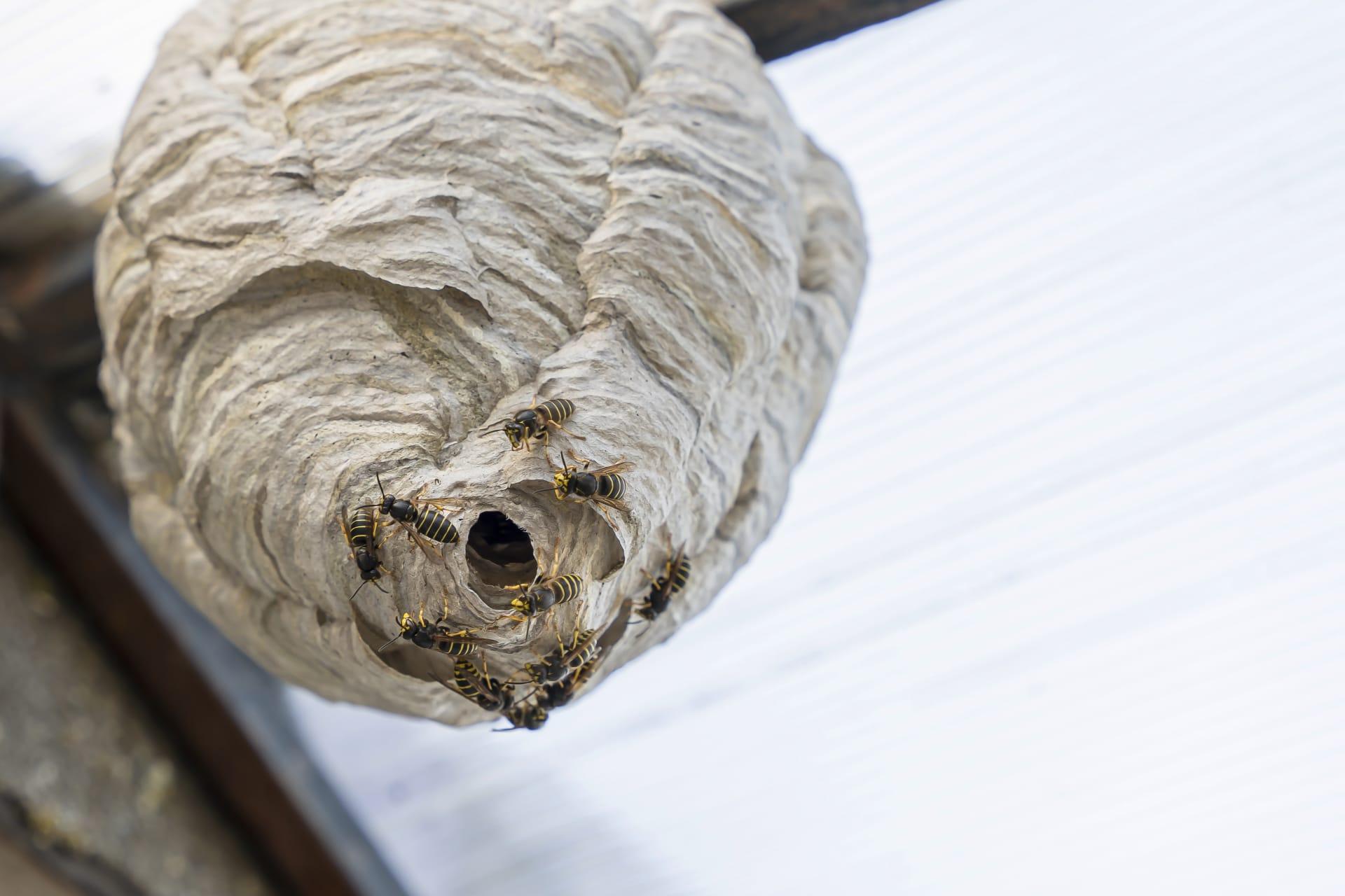 Bald faced hornet pictures