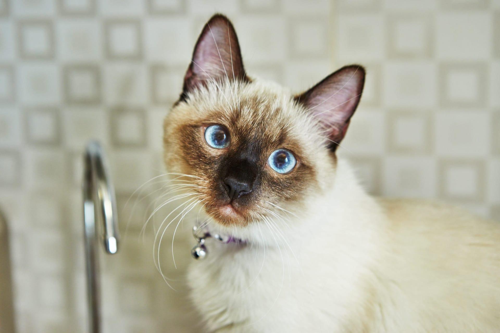 Balinese cat pictures