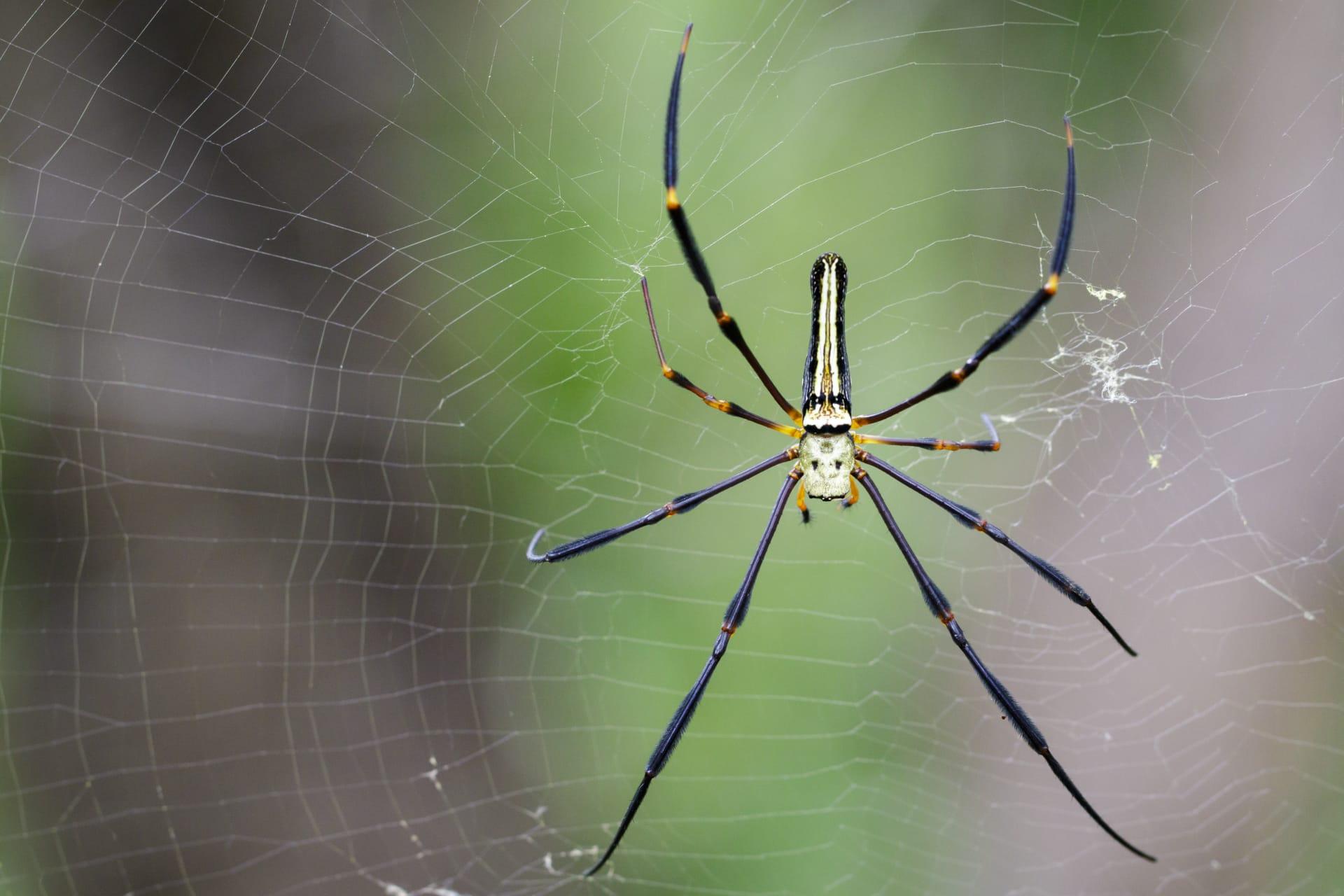 Banana spider pictures