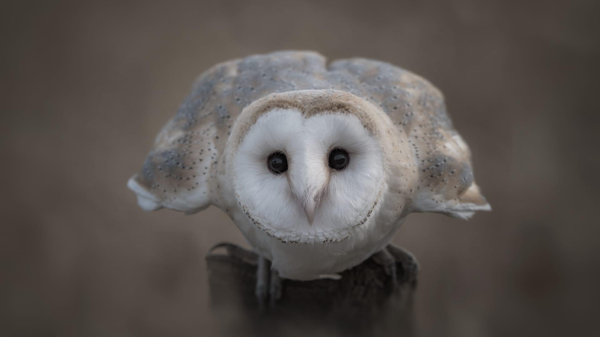 Barn owl pictures