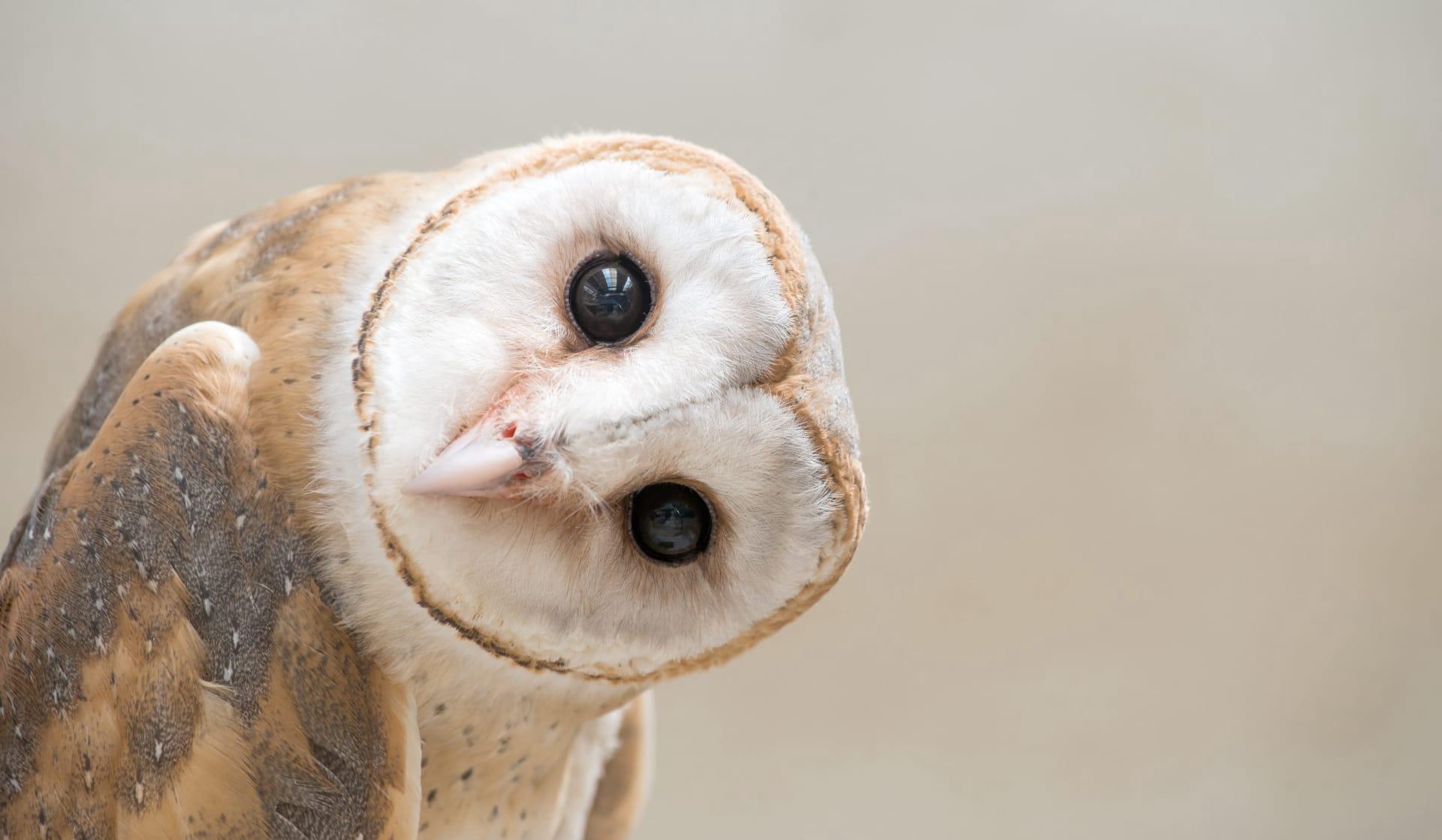 Barn owl pictures