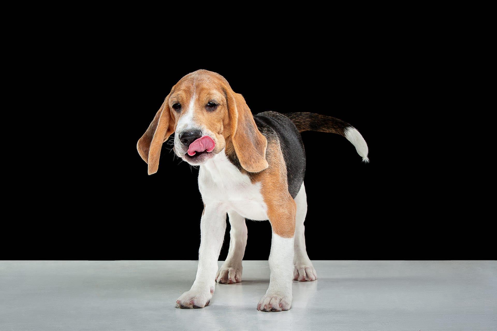 Basset hound pictures