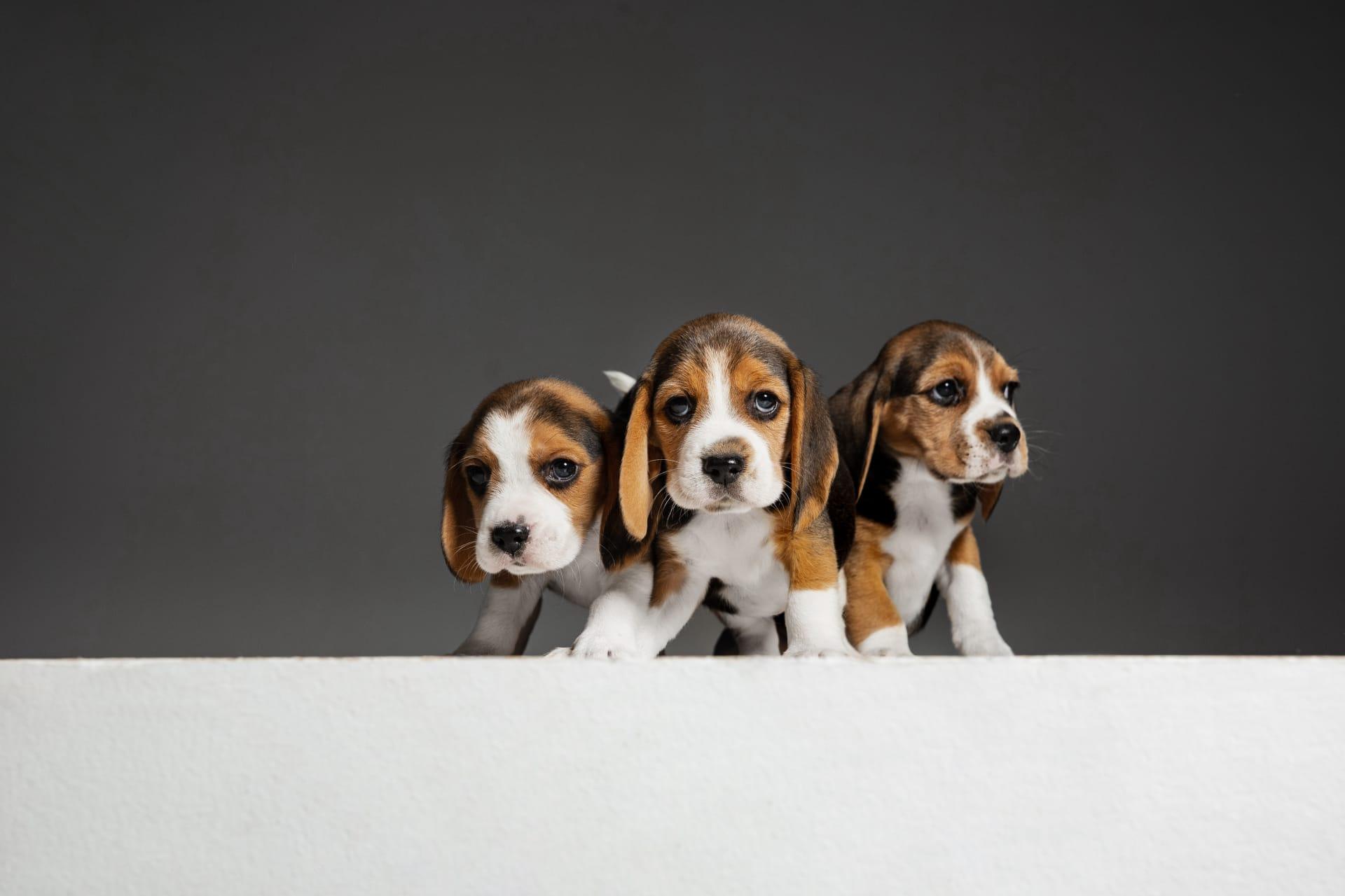 Beagle pictures