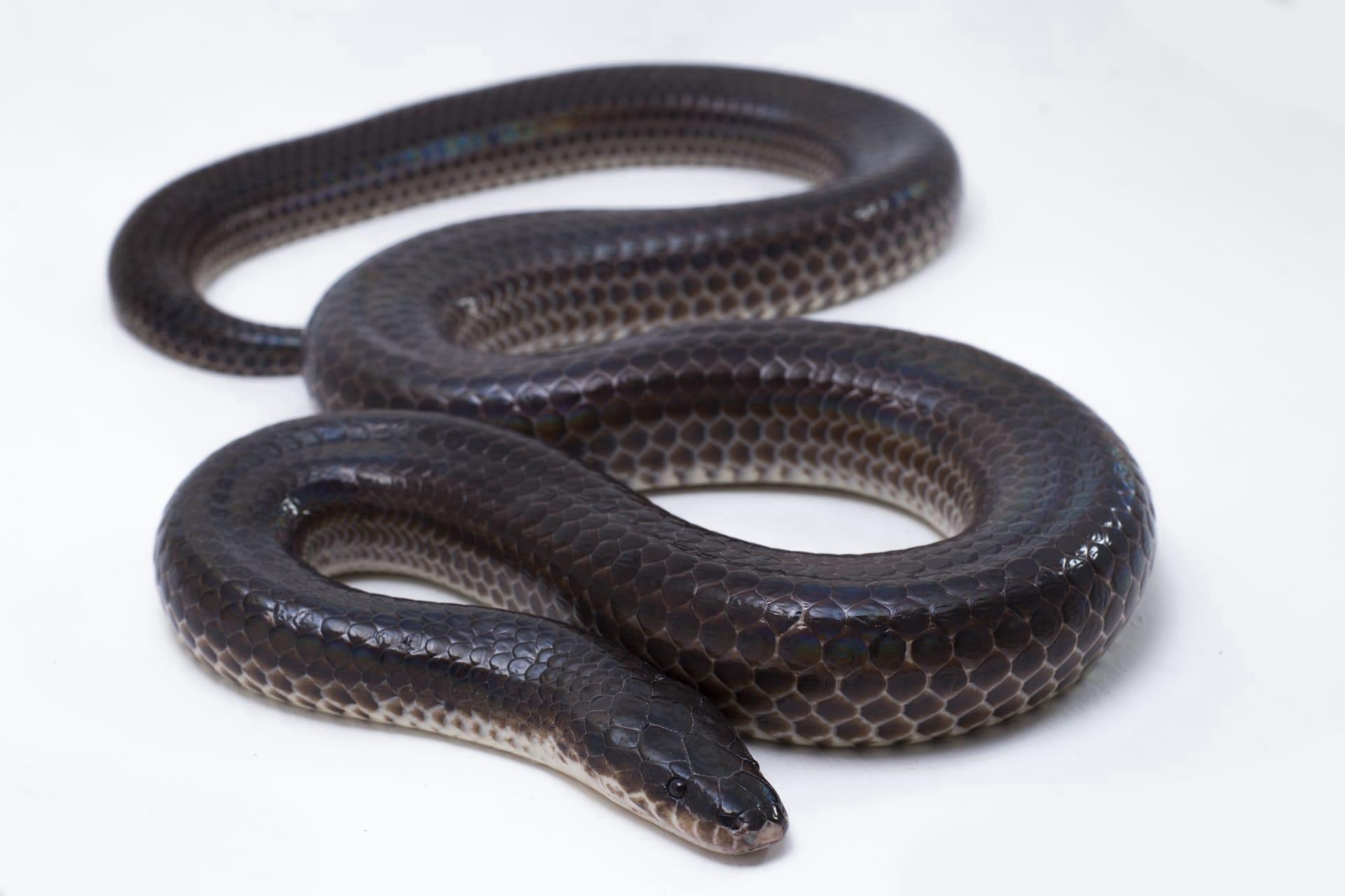Black rat snake pictures