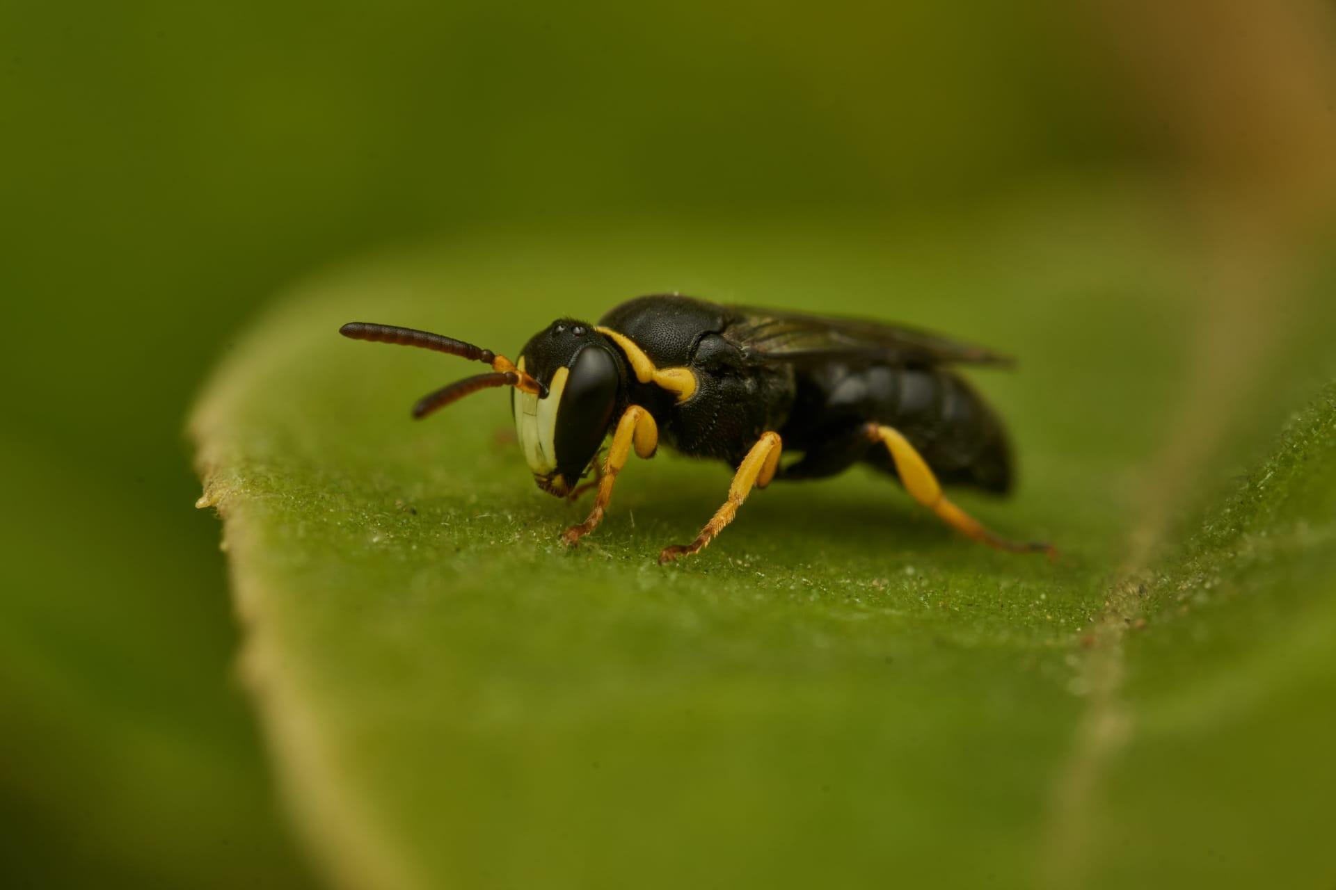 Black wasp pictures