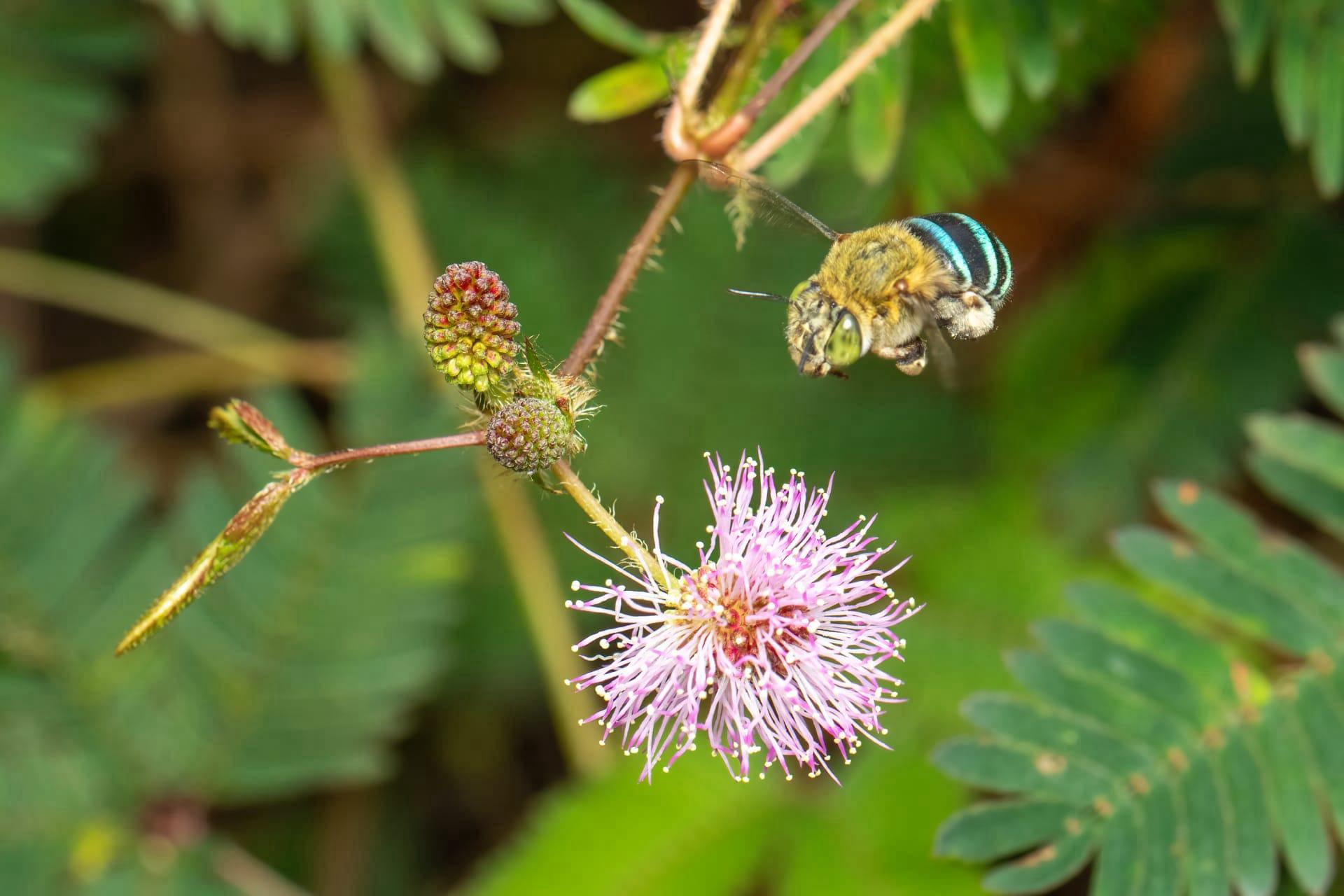 Blue banded bee pictures