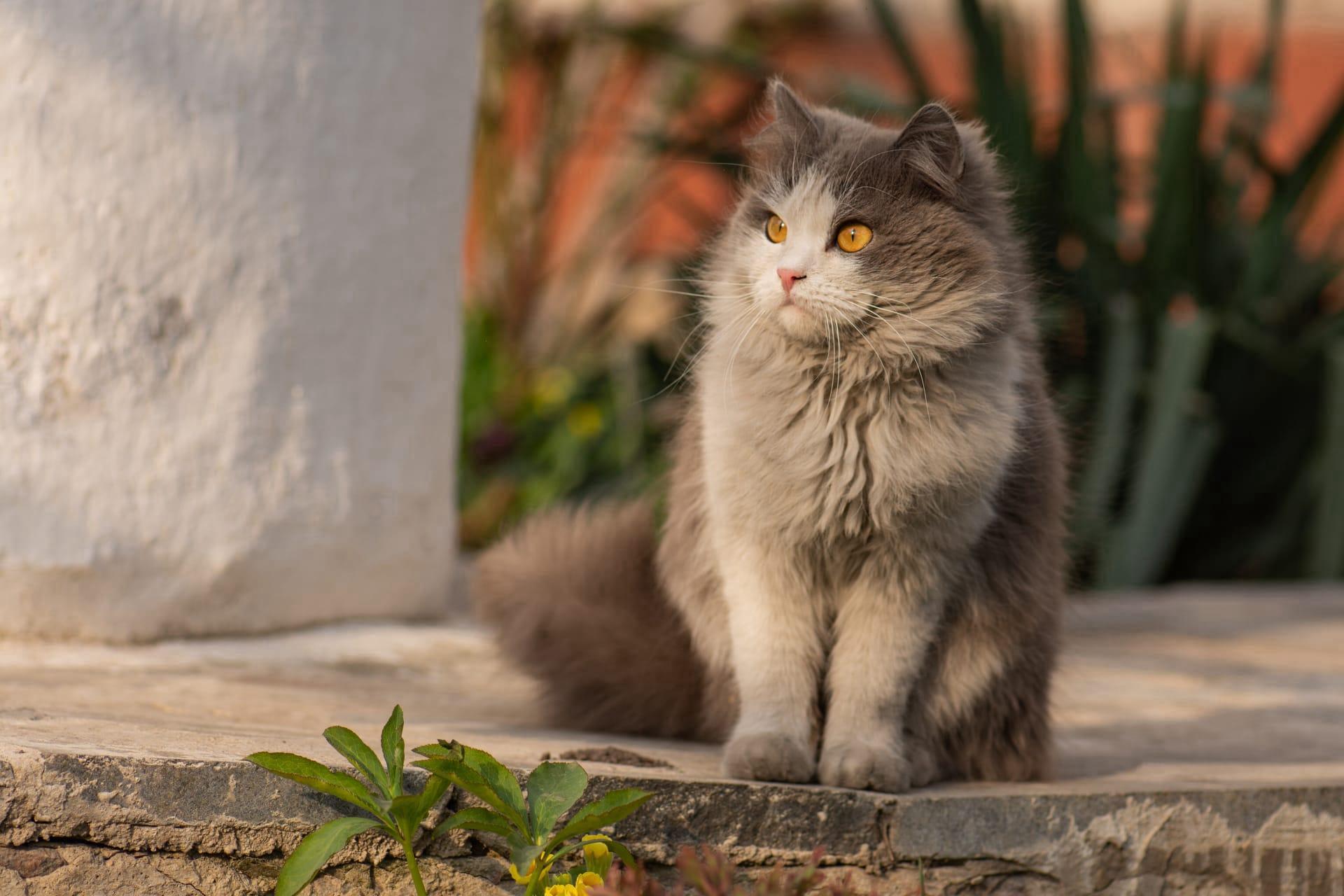 British longhair cat pictures
