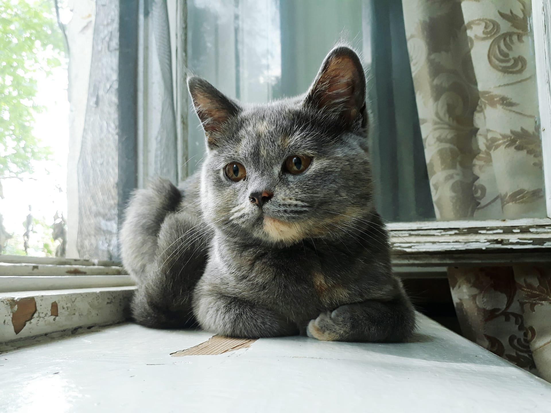 British shorthair cat pictures