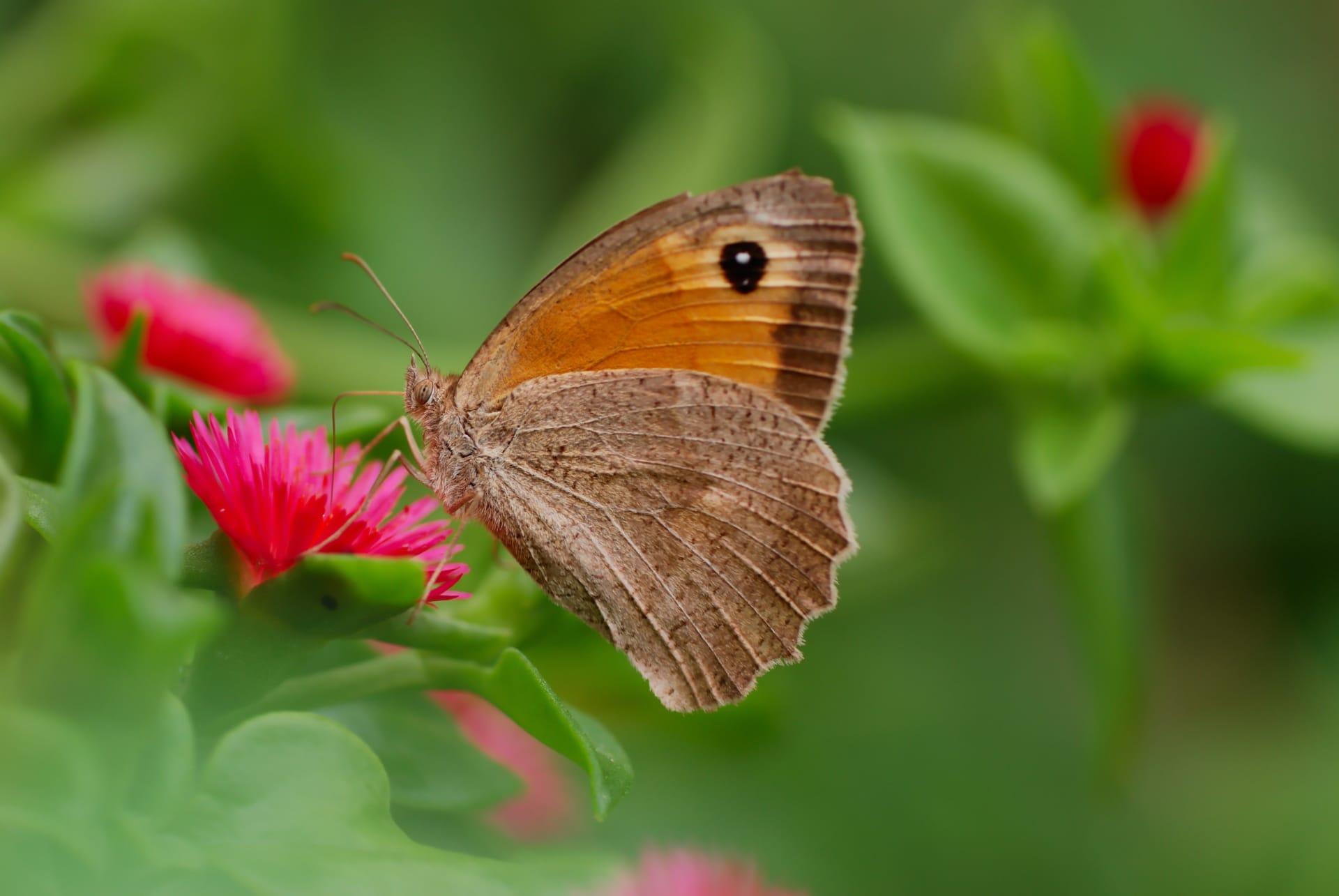 Brown butterfly pictures