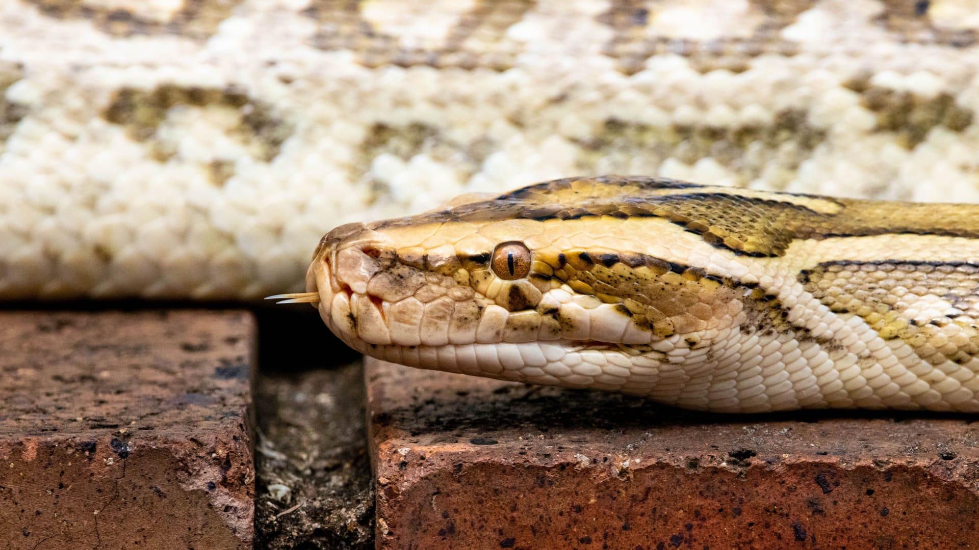 Burmese python pictures