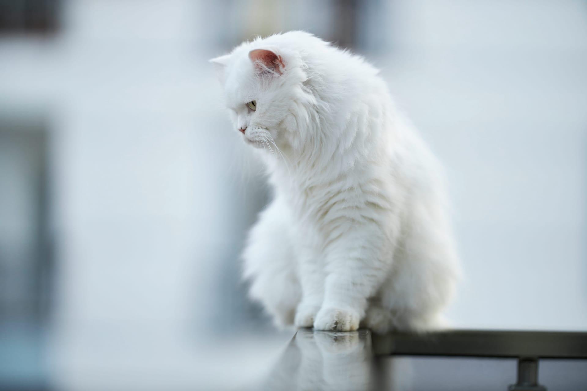 Burmilla longhair cat pictures