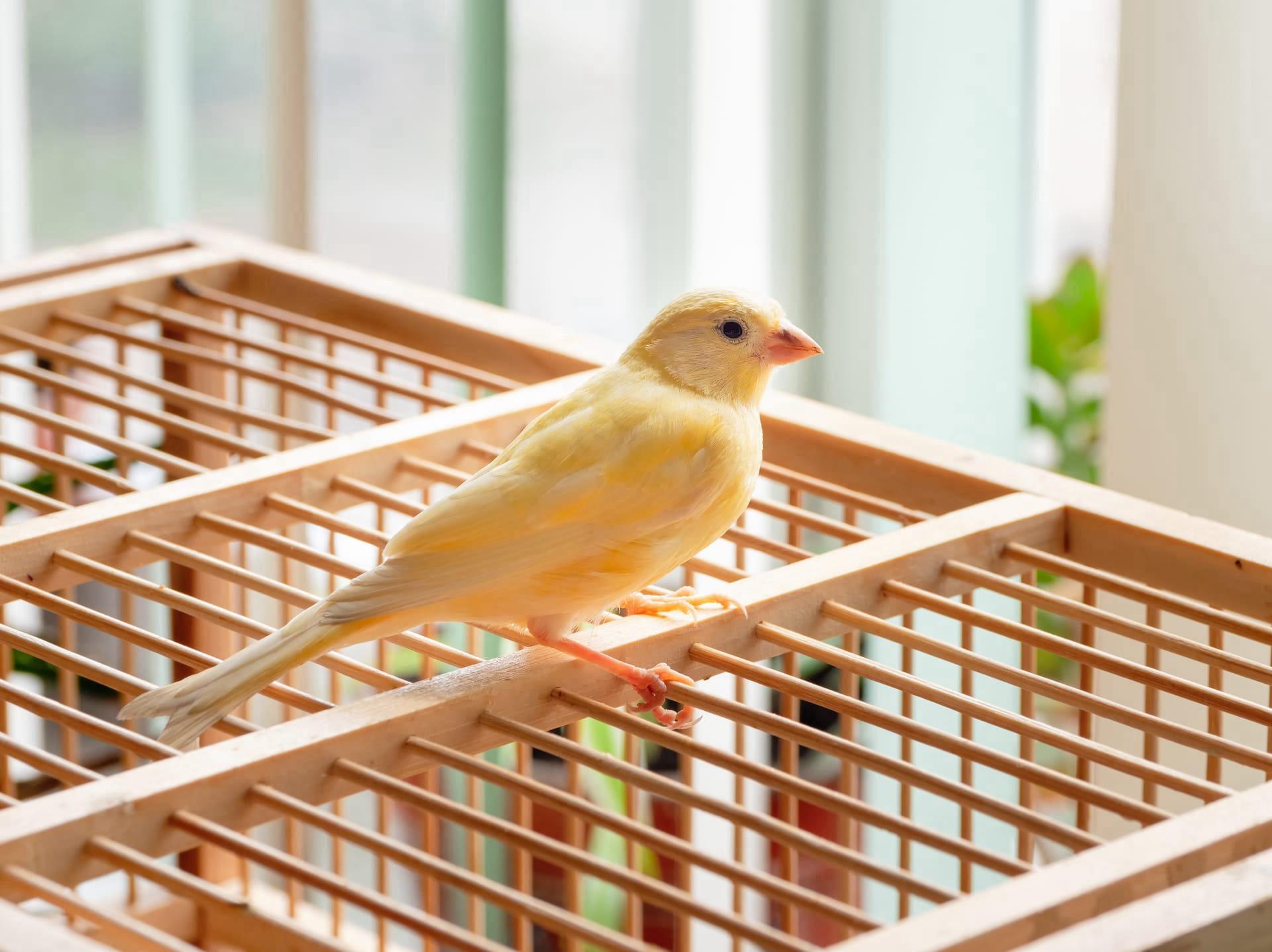 Canary pictures