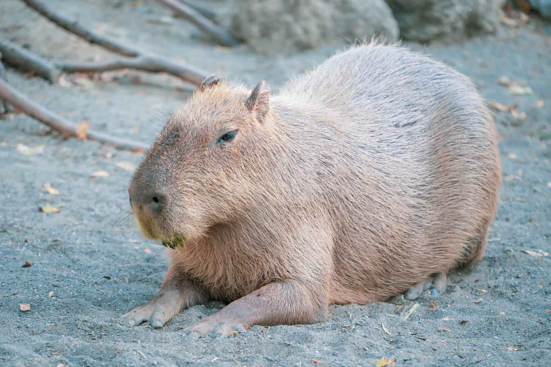 Capybara pictures