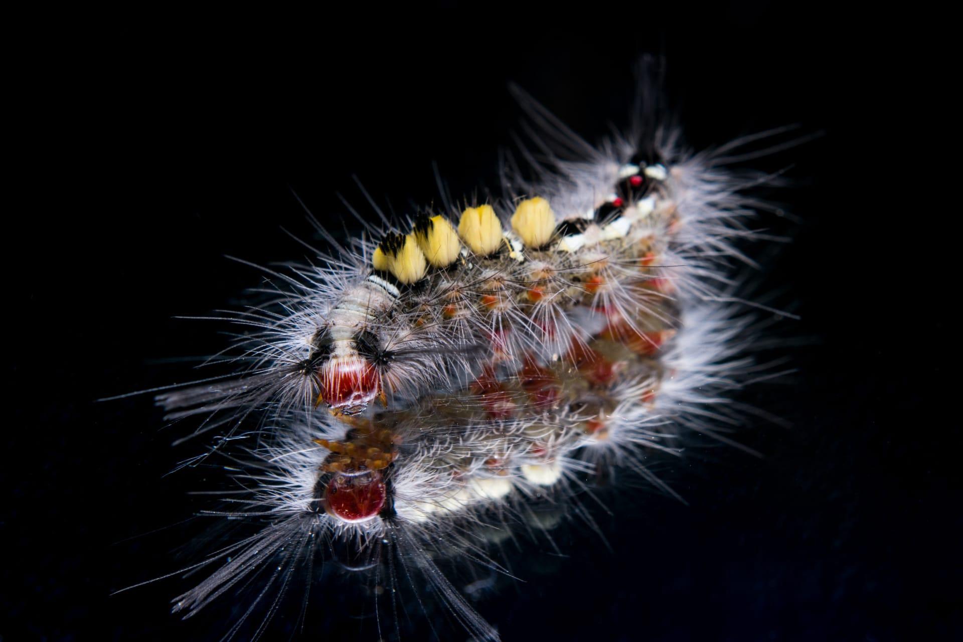 Caterpillar insect pictures
