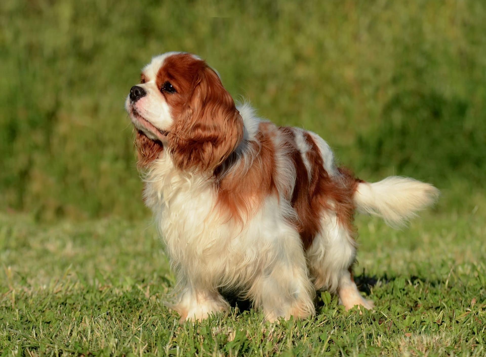 Cavalier king charles spaniel pictures