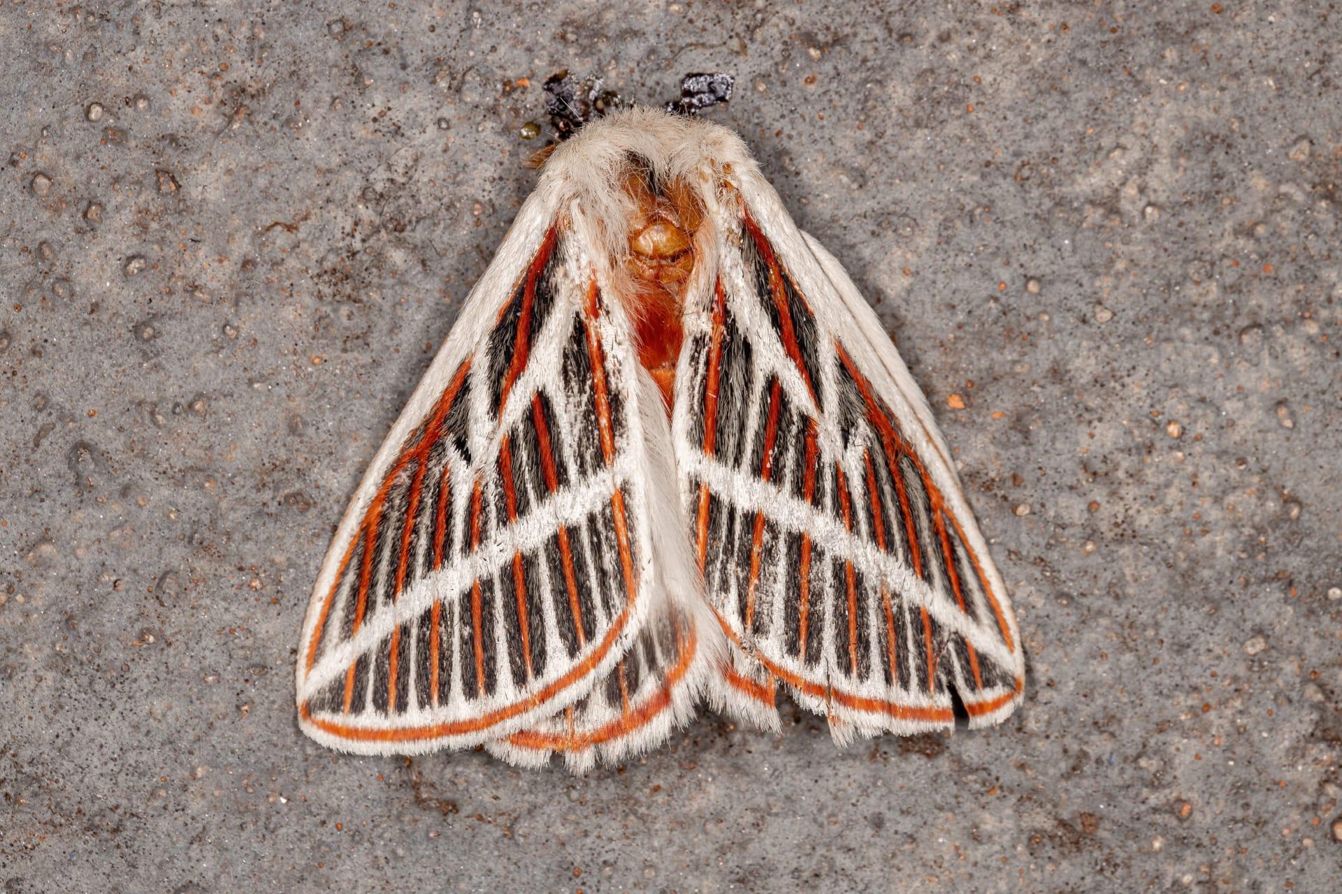 Cecropia moth pictures