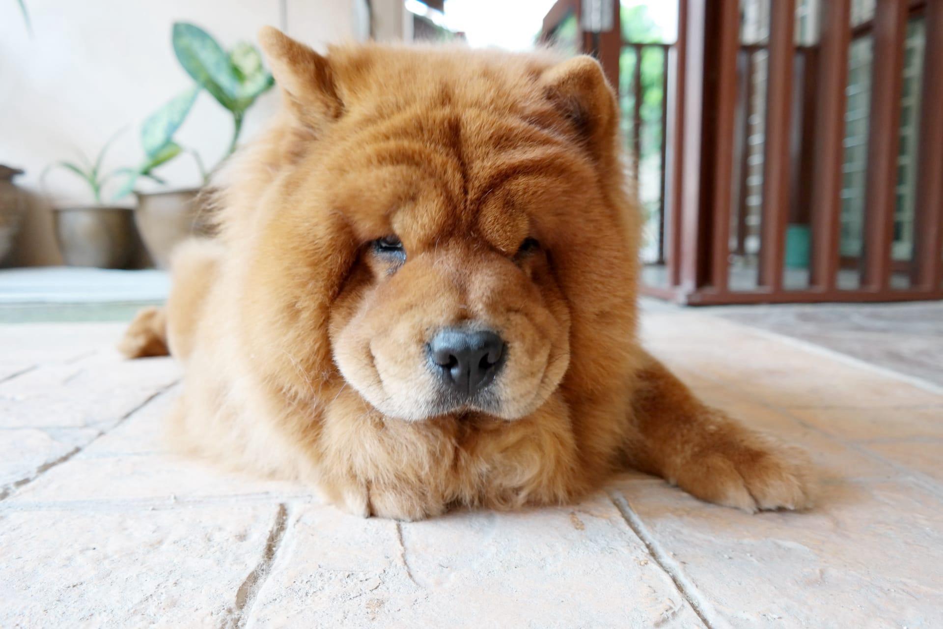 Chow chow pictures
