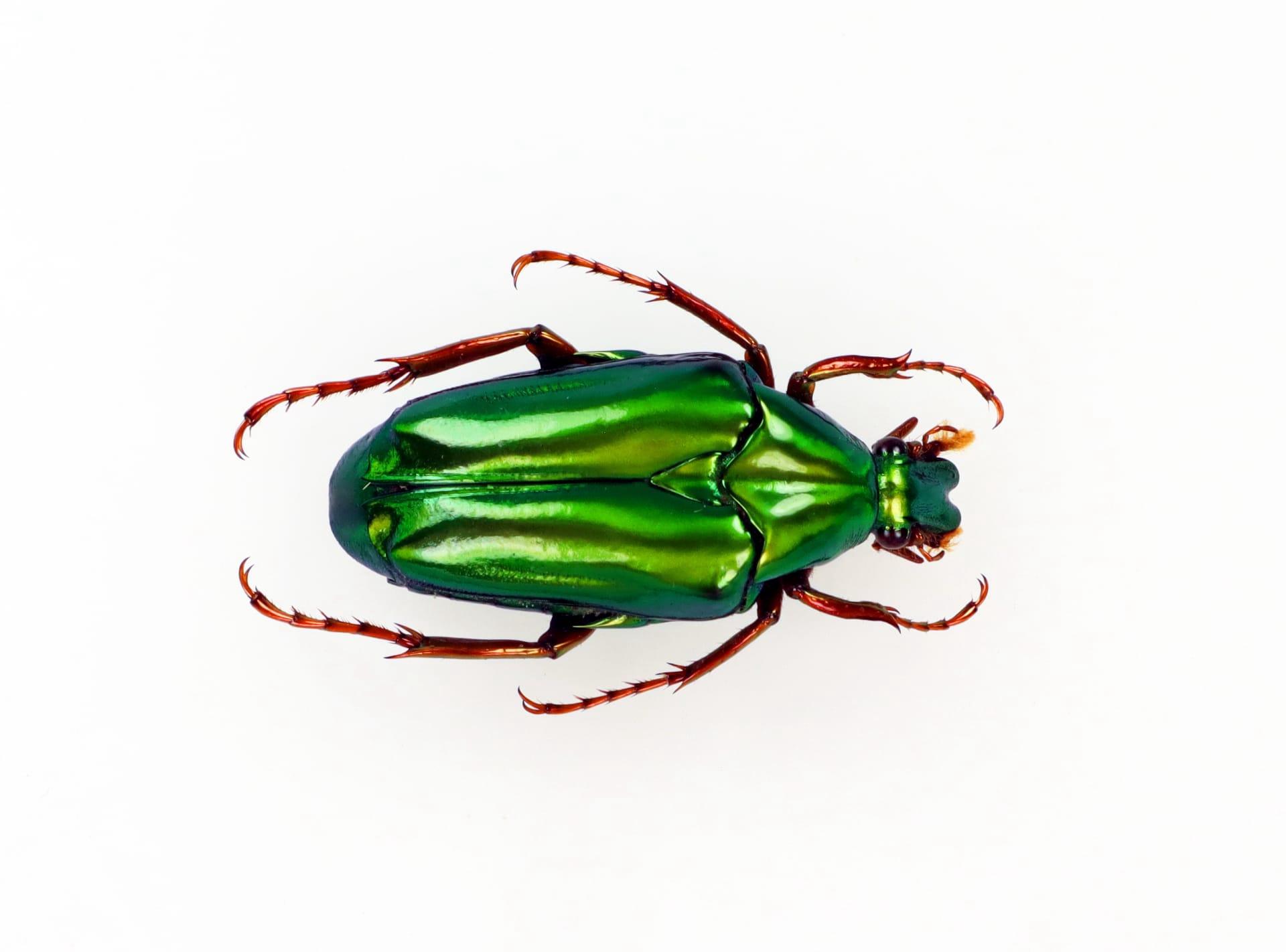 Christmas beetle pictures