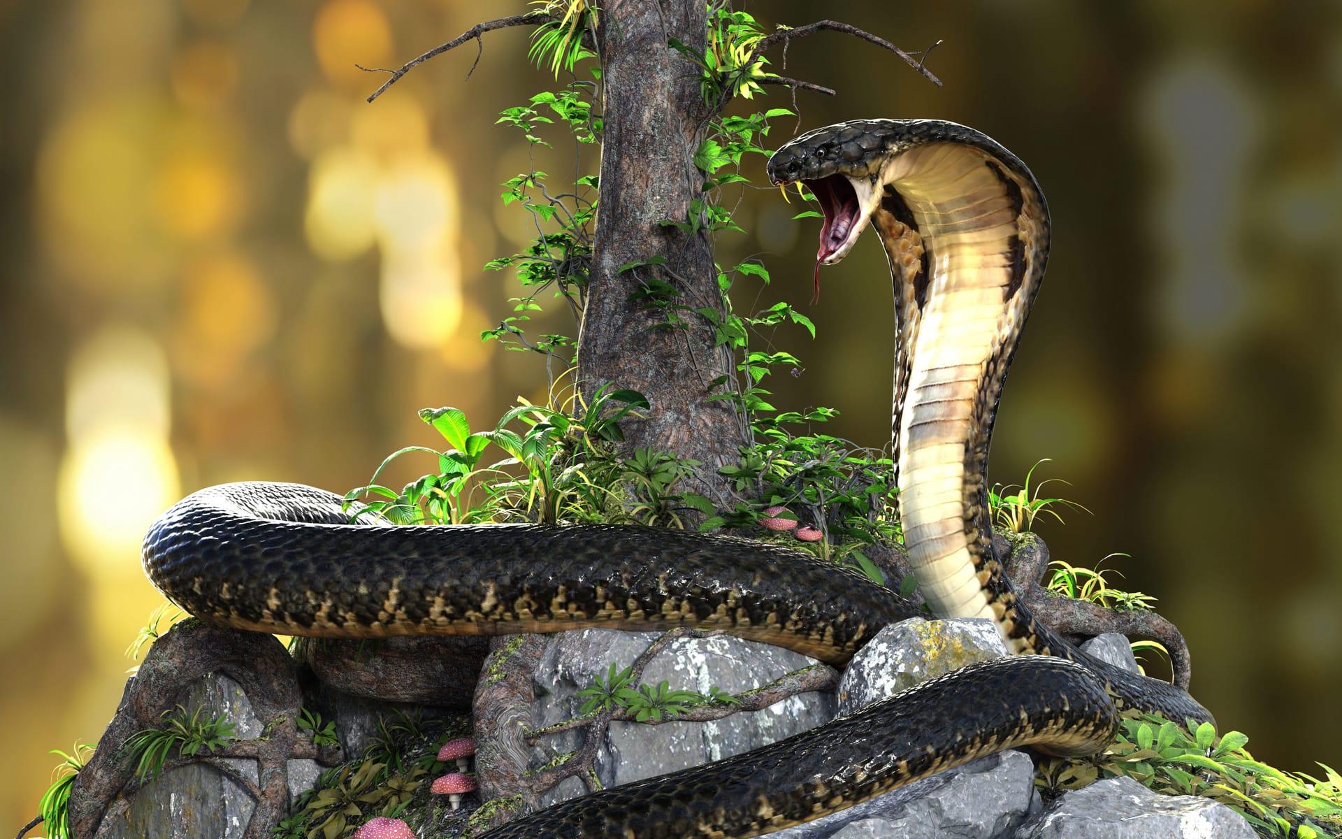 Cobra snake pictures