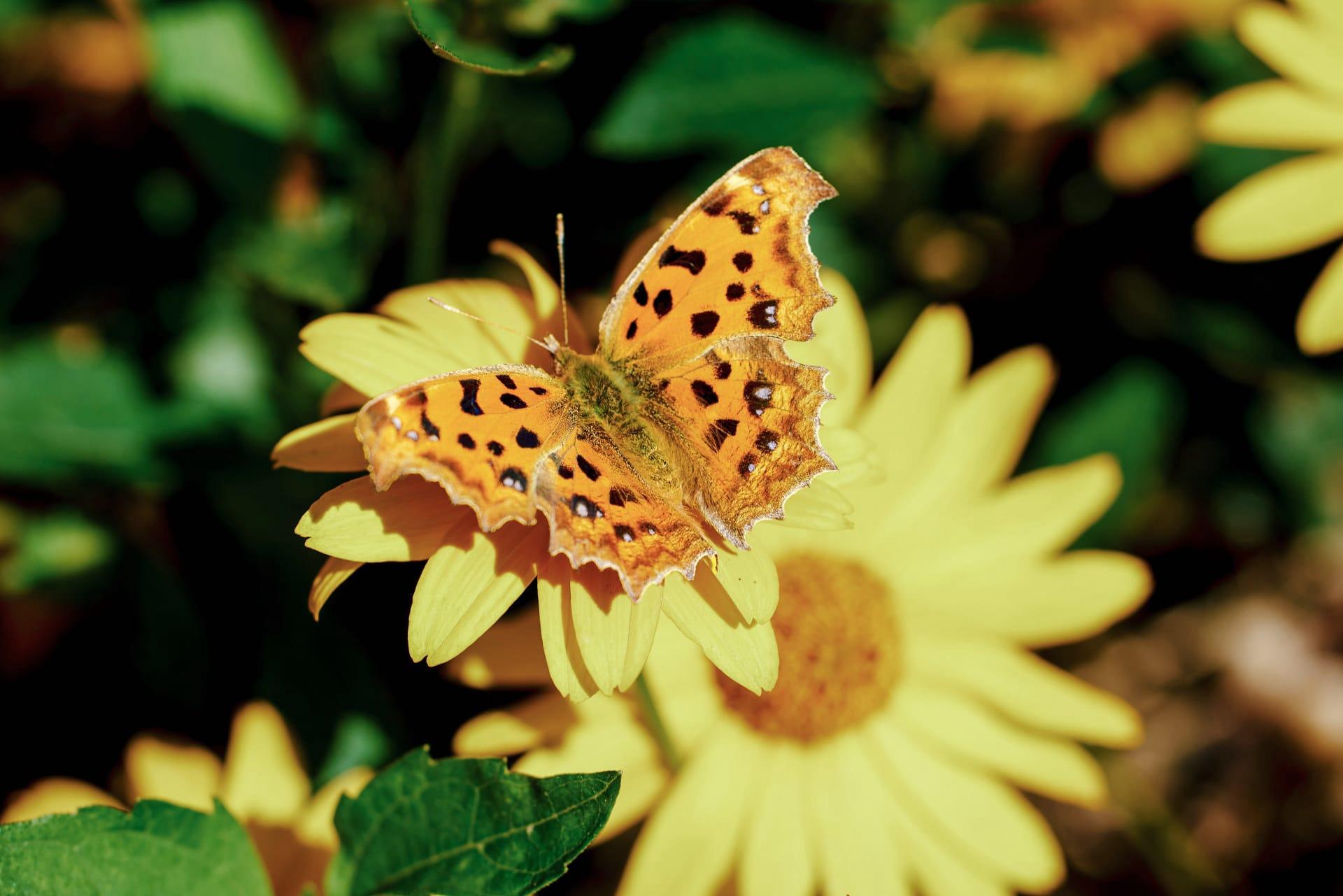 Comma butterfly pictures