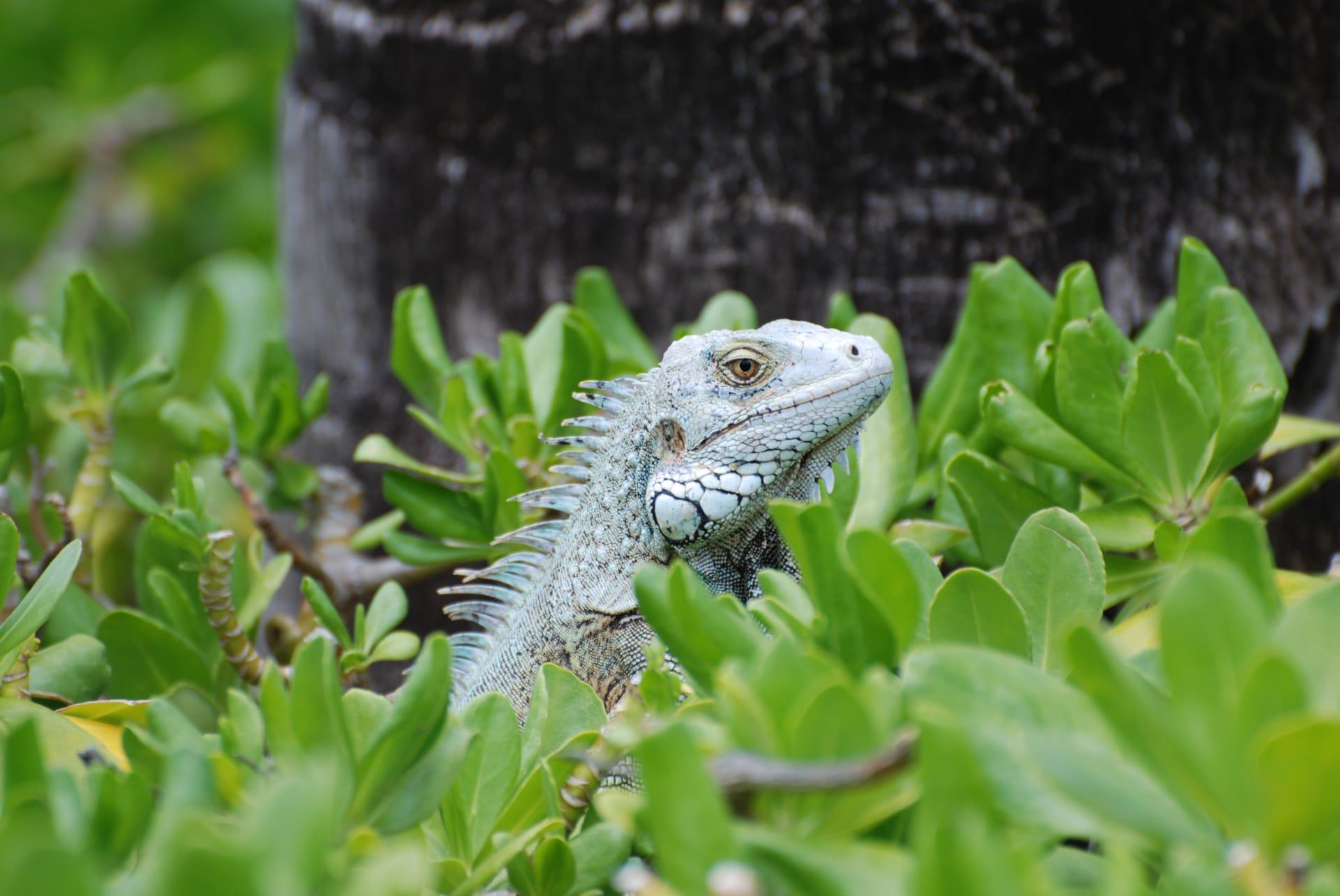 Common iguana pictures