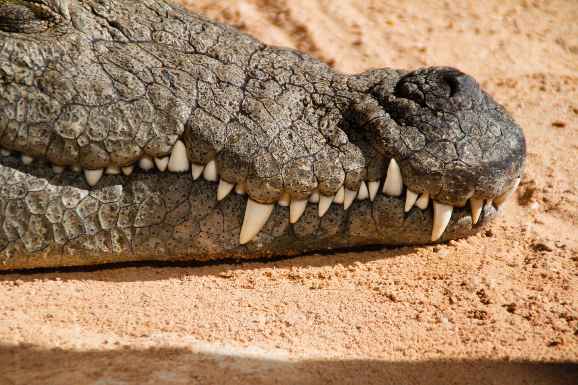 Crocodile pictures