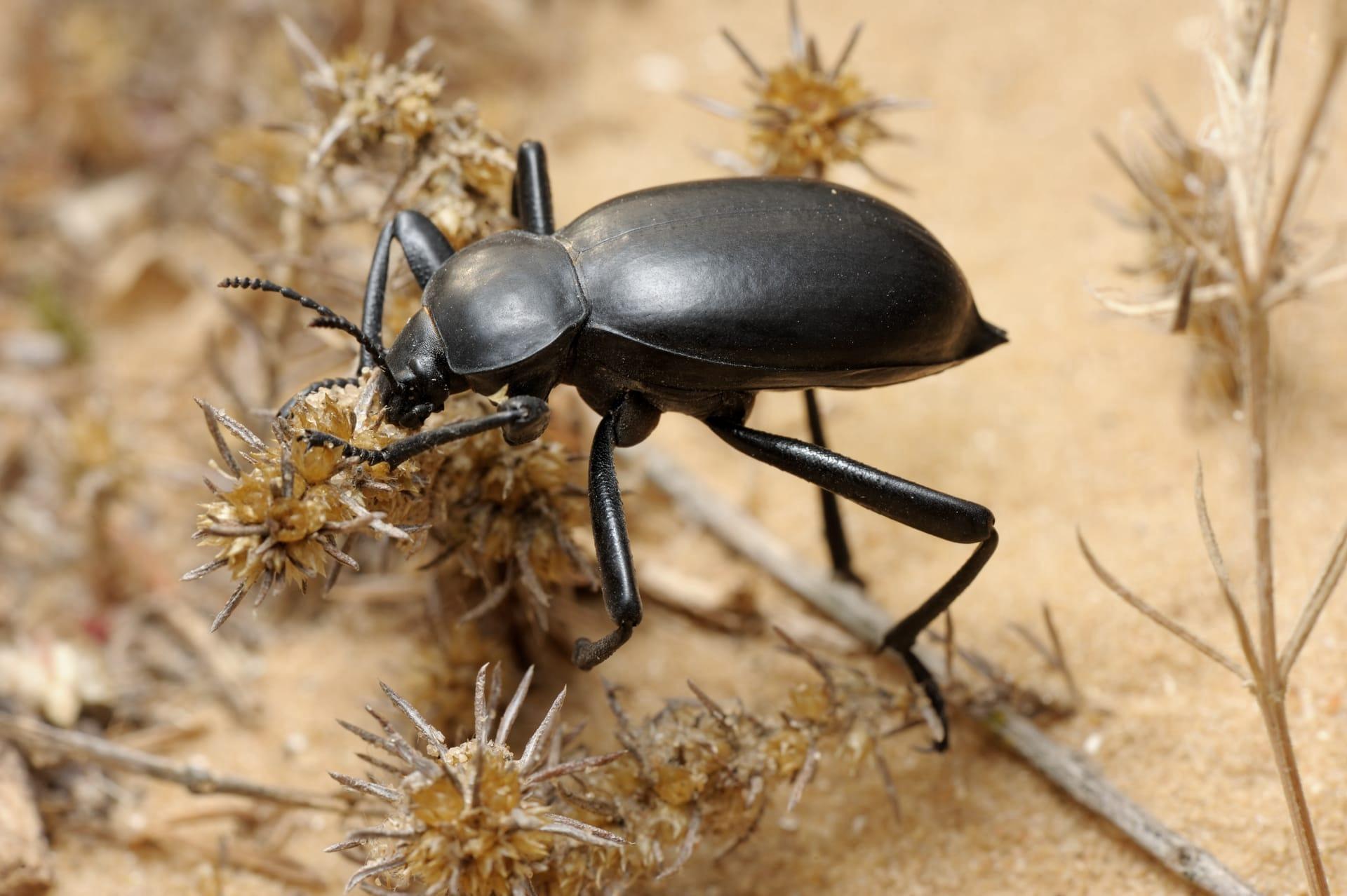 Darkling beetle pictures