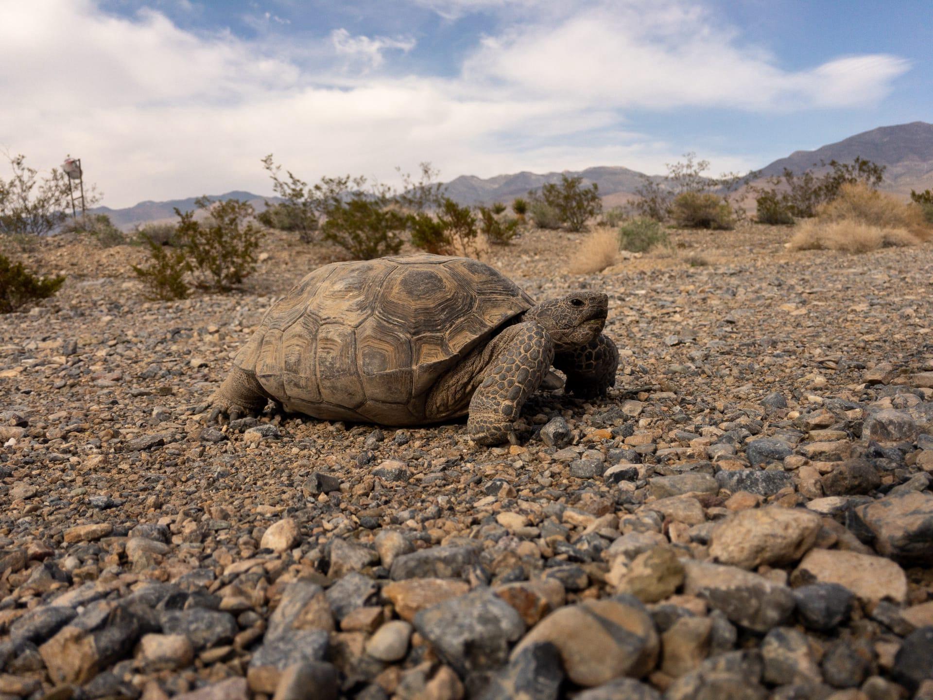 Desert tortoise pictures