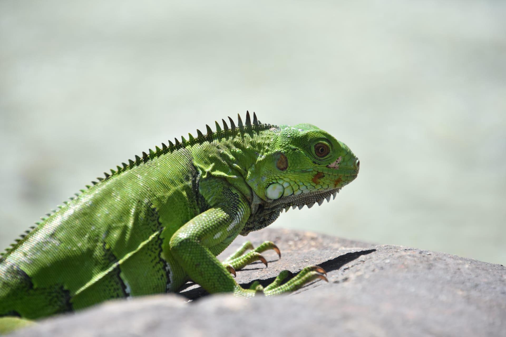 Dragon lizard pictures