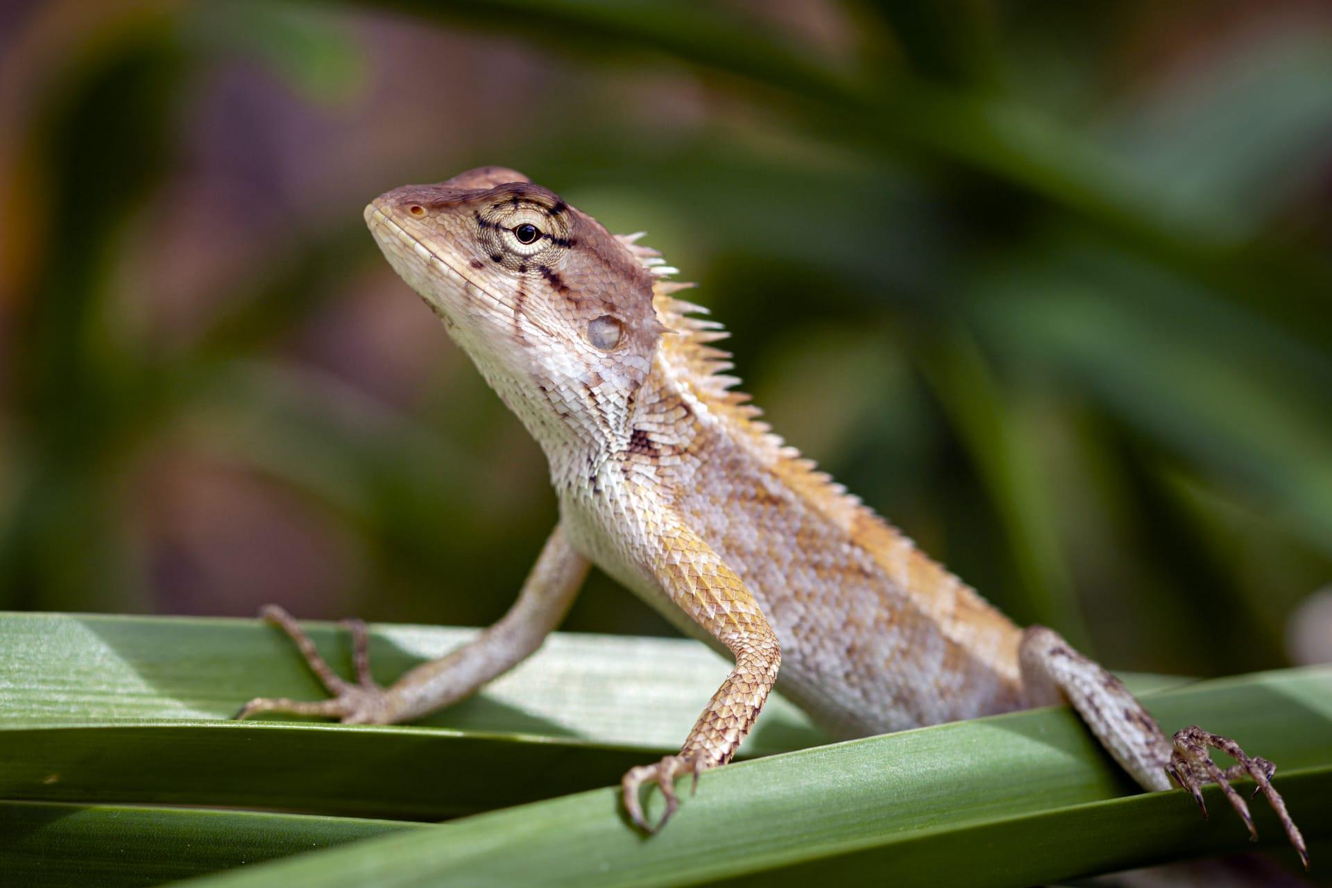 Dragon lizard pictures