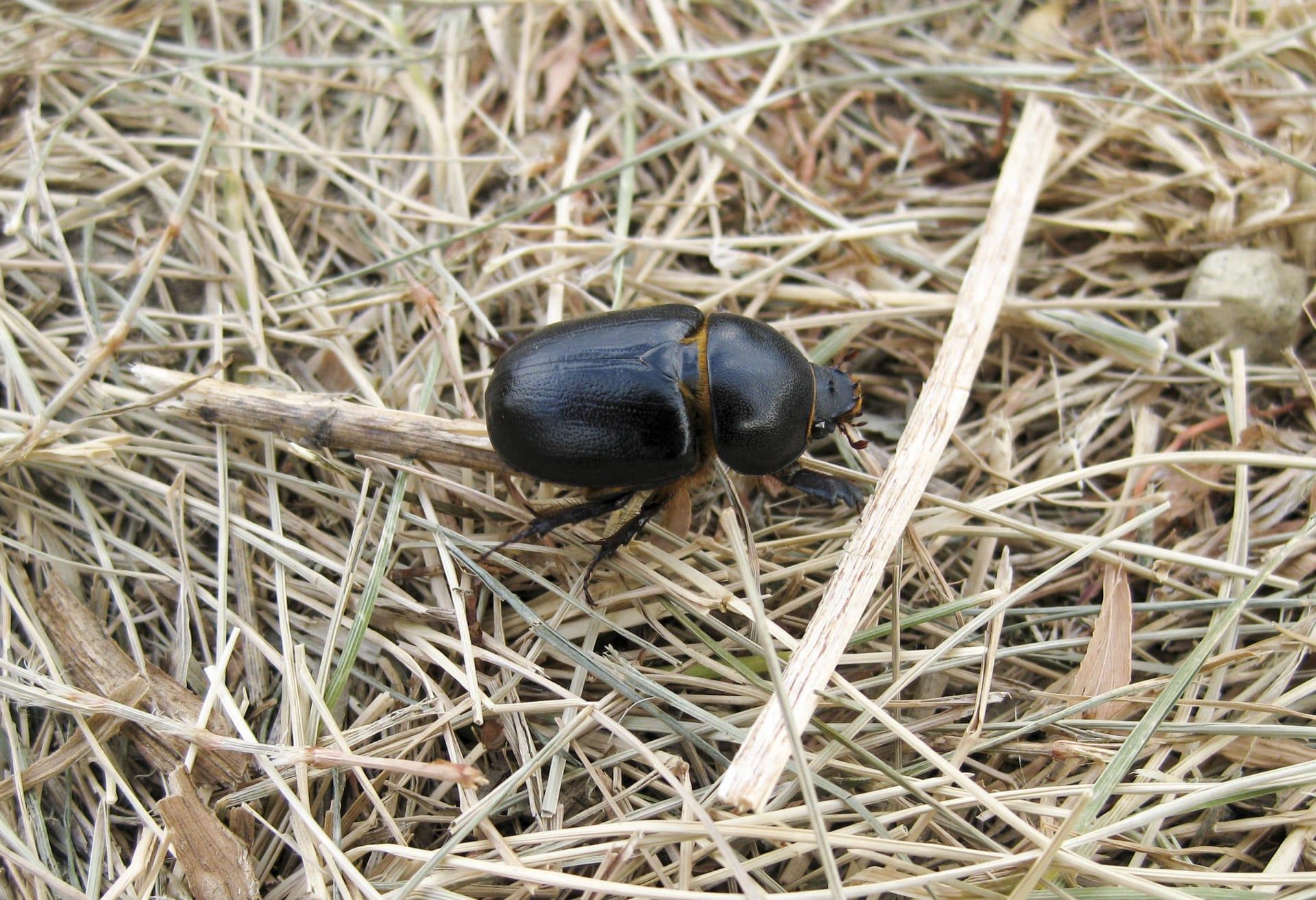 Dung beetle pictures