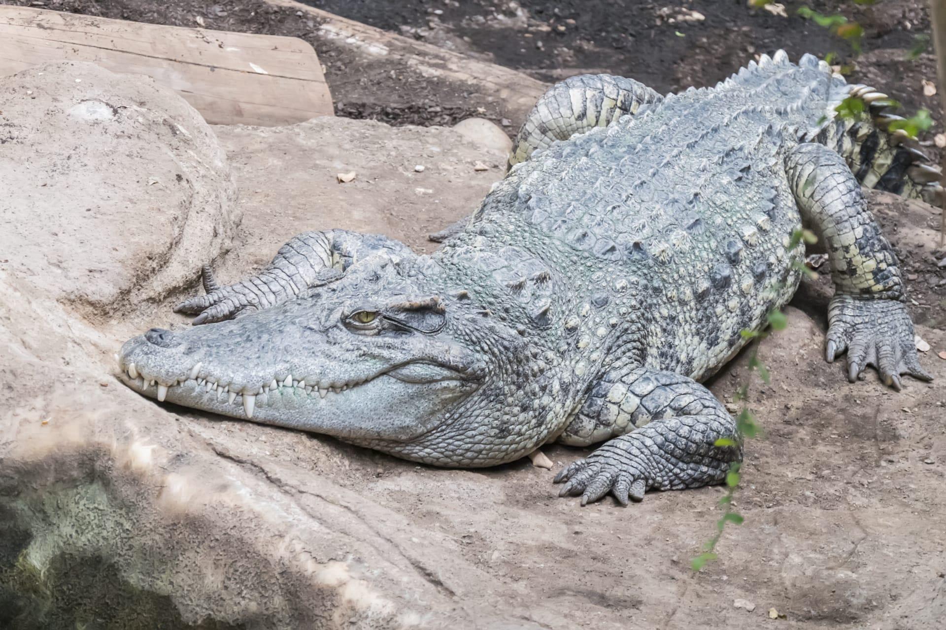 Dwarf crocodile pictures